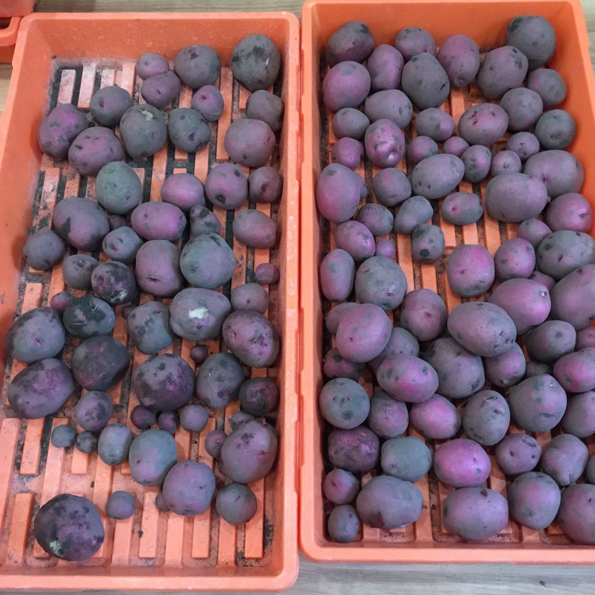 Fresh - Potato, Red Port