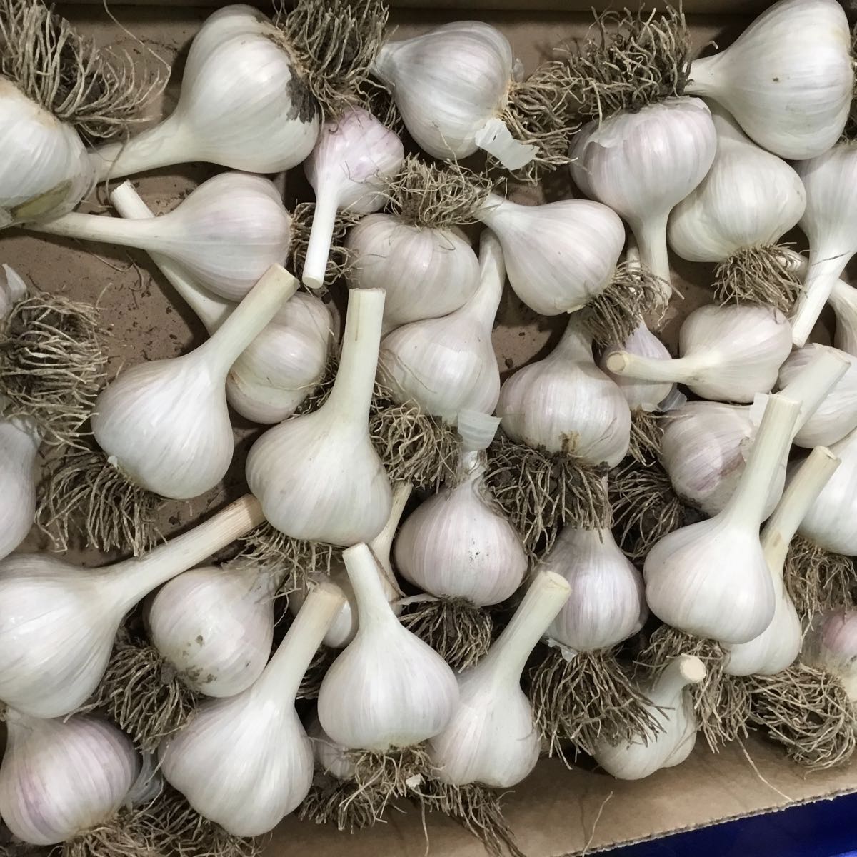 Fresh - Hardneck Garlic