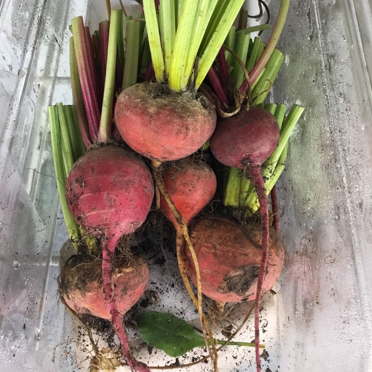 Fresh - Golden & Chioggia Beets
