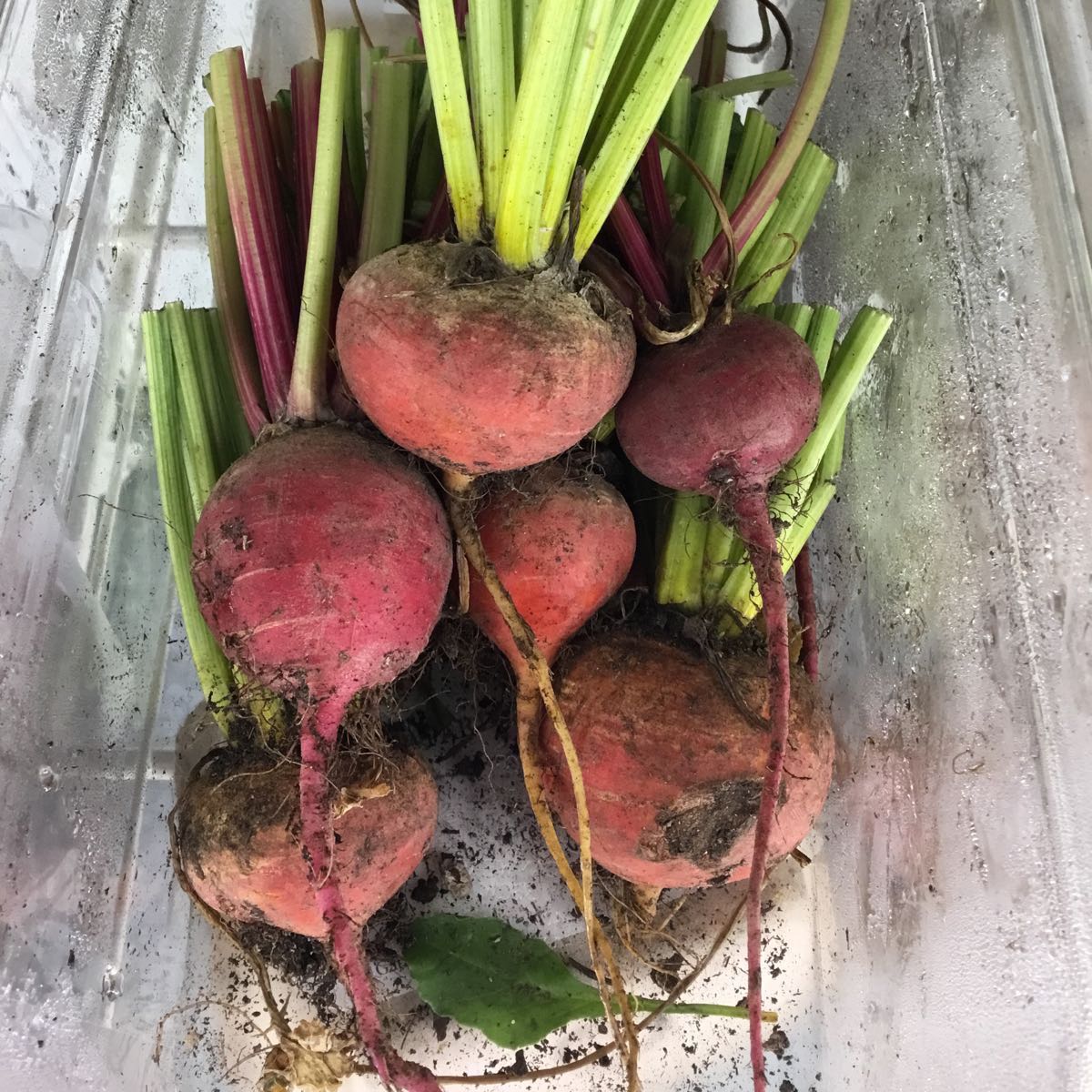 Fresh - Golden, Boro & Chioggia Beet Mix