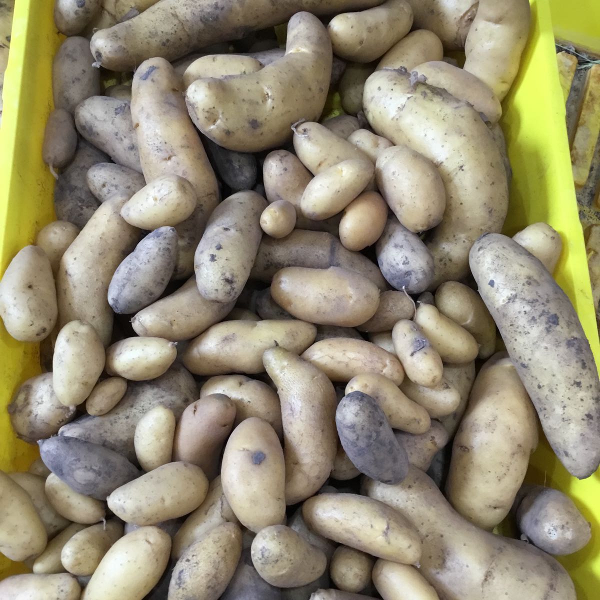 Fresh - Potato, Fingerling, Austrian Crescent 