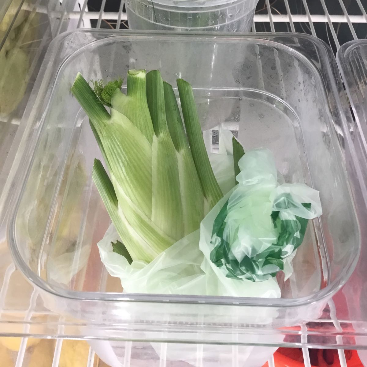 Fresh - Fennel