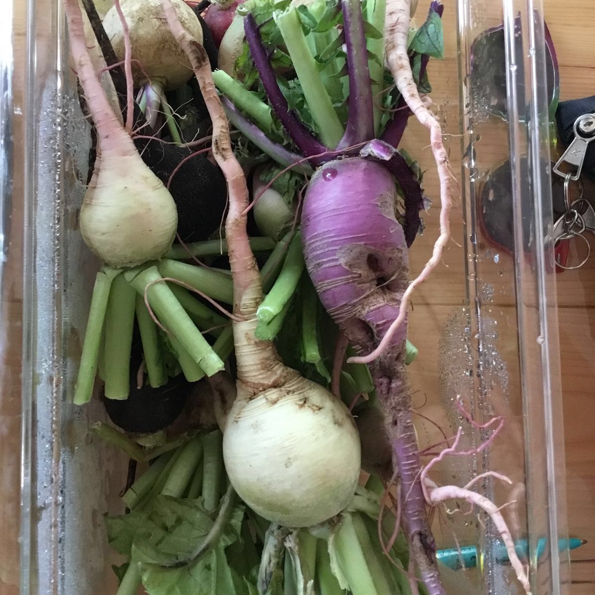 Fresh - Radish Variety