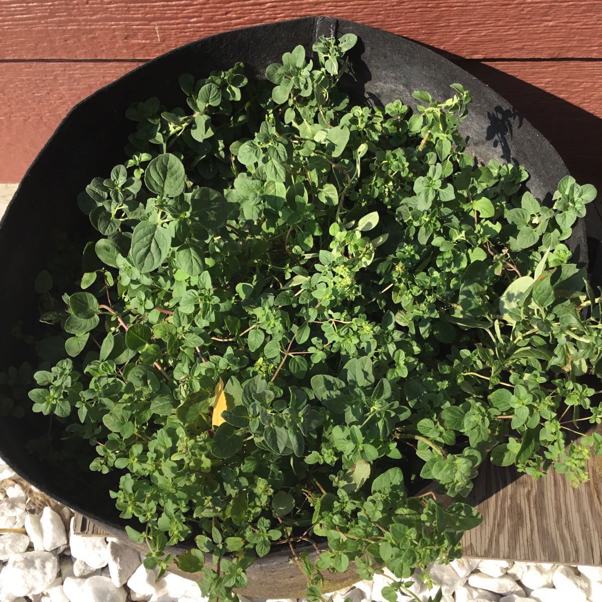 U-Pick Herbs - Oregano