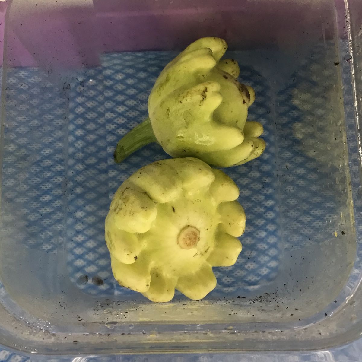 Fresh - Patty Pan Squash