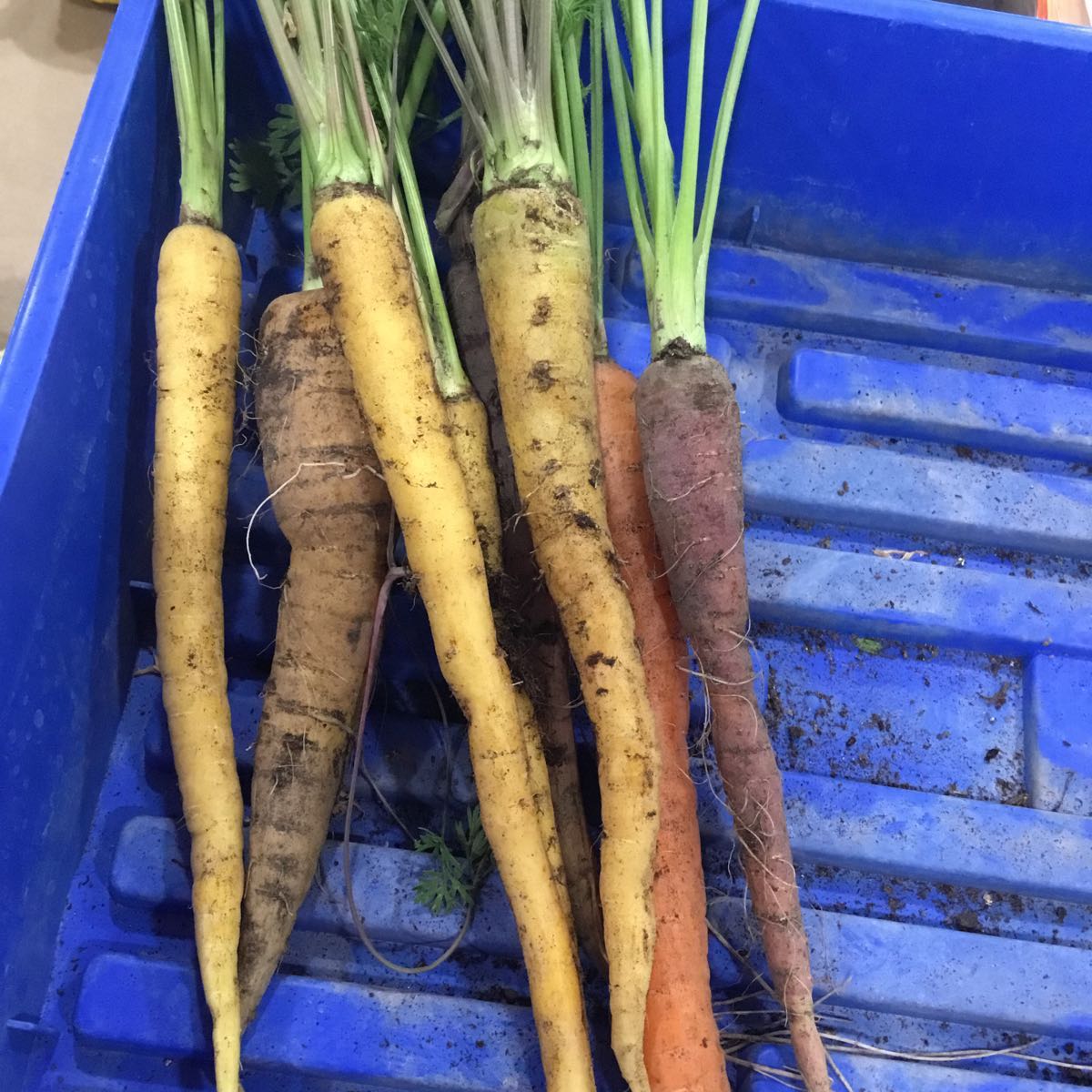 Fresh - Carrots , Rainbow