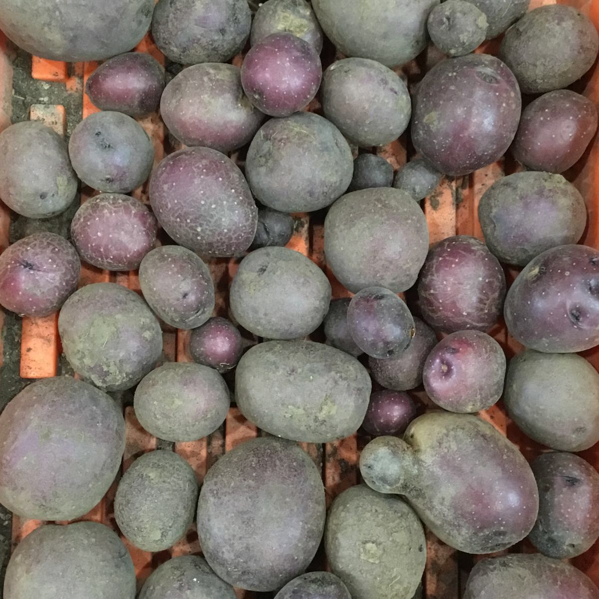 Fresh- Potato, Huckleberry Gold
