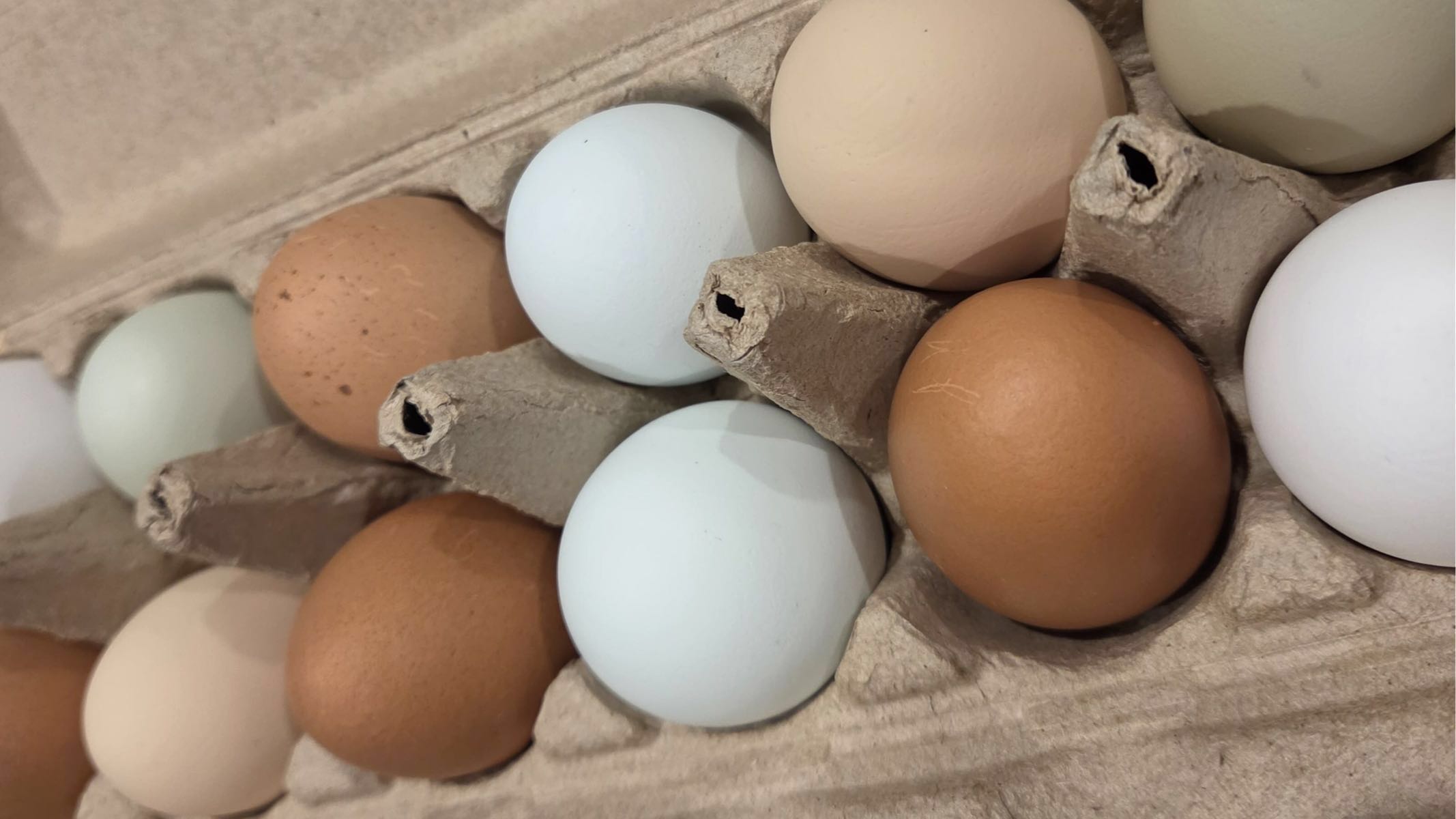 Eggs - 1 dozen 4 weeks old