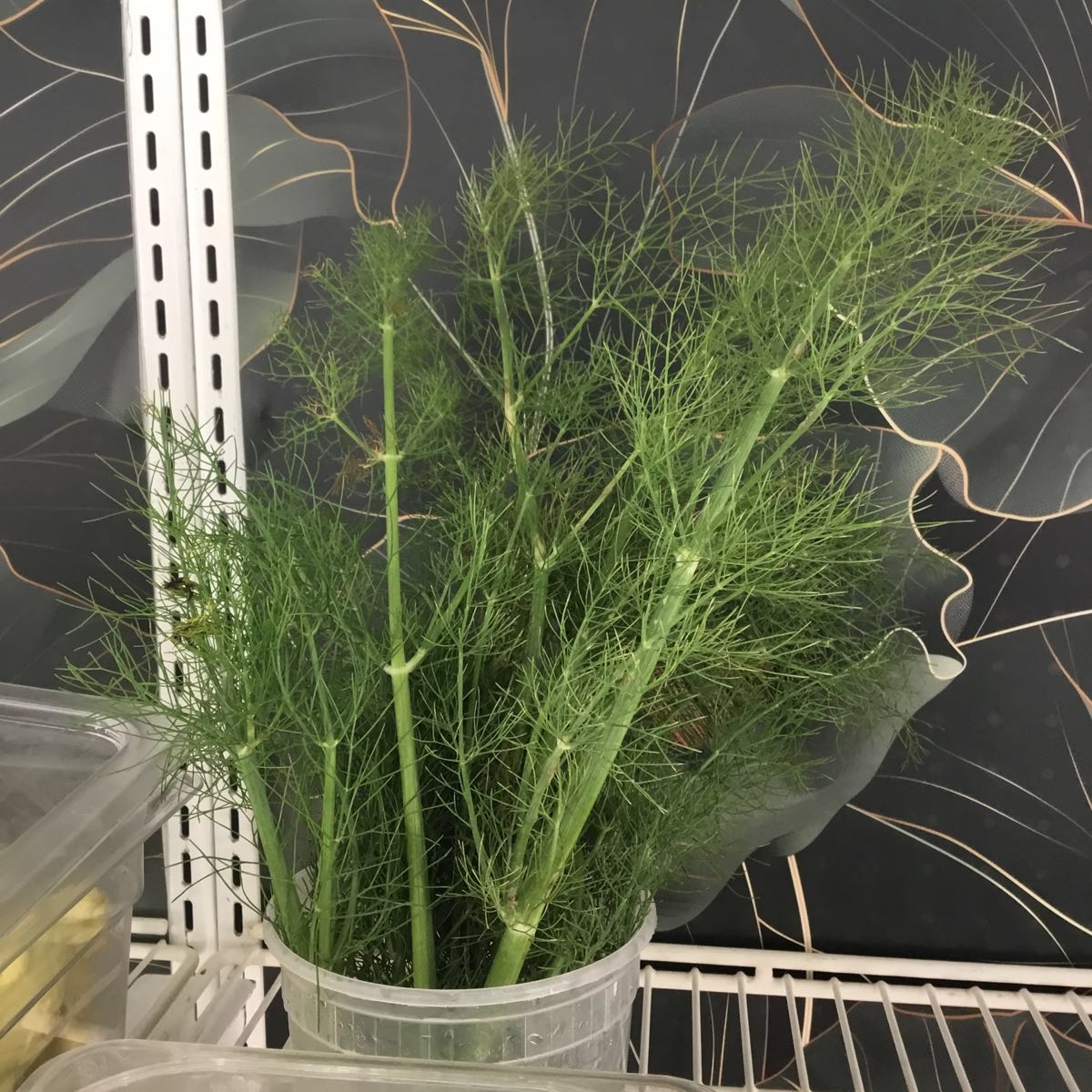 Thumbnail image 1 for Fresh - Fennel Stalks