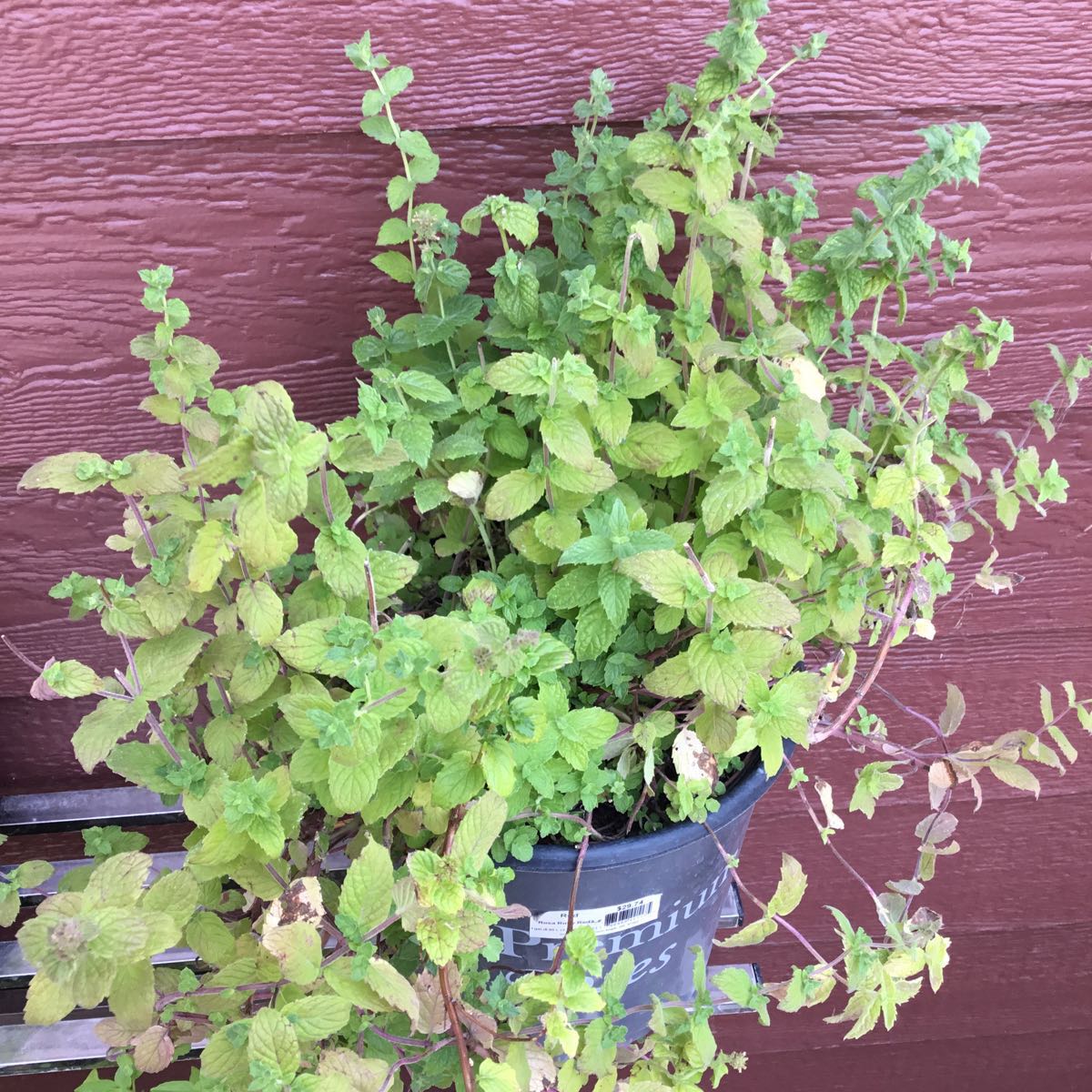 U-Pick Herbs - Mint