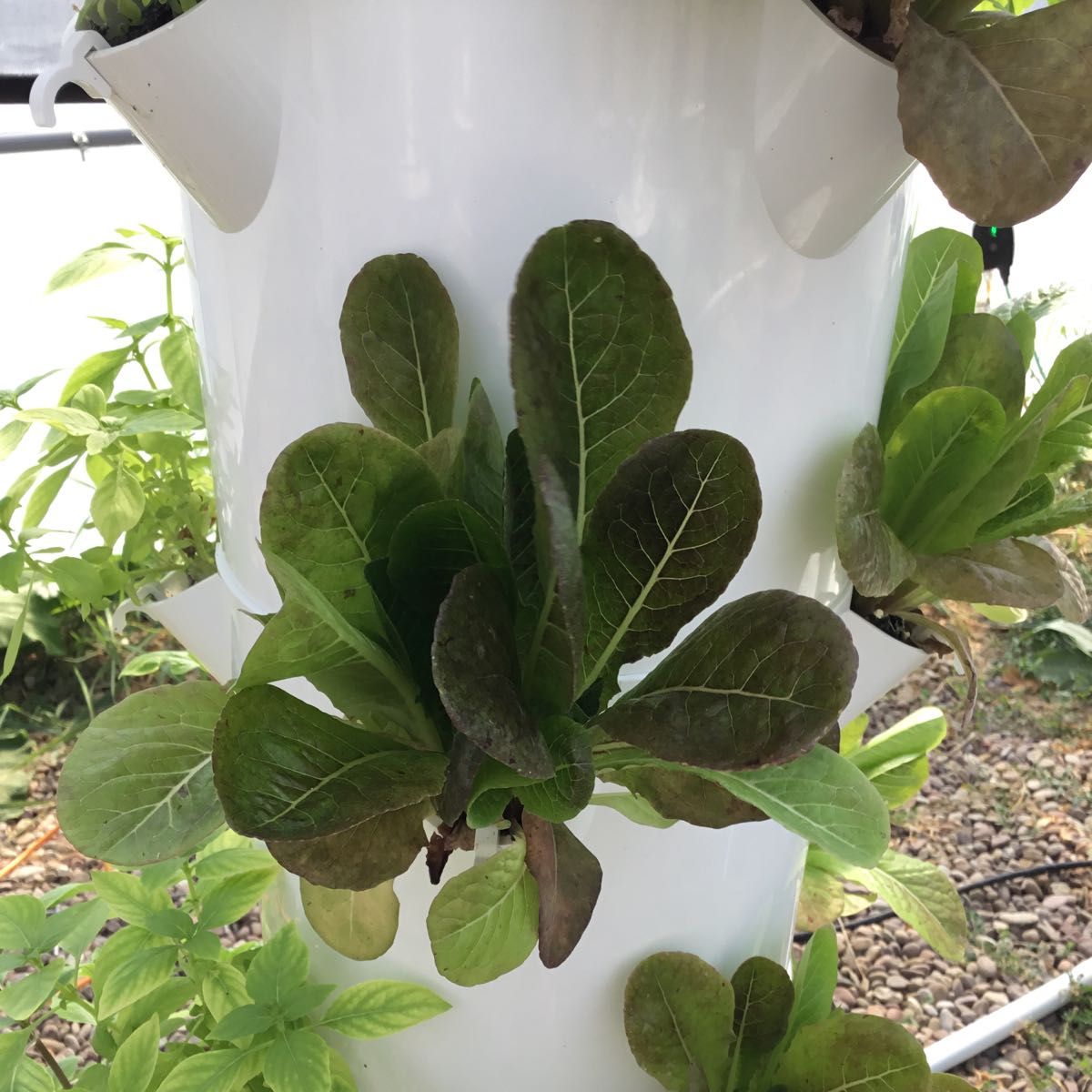Thumbnail image 1 for U-Pick Lettuce