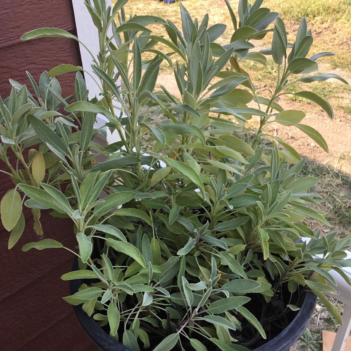 U-Pick Herbs - Sage 