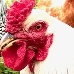 tracy, farm owner at Flowing Acres Farm
