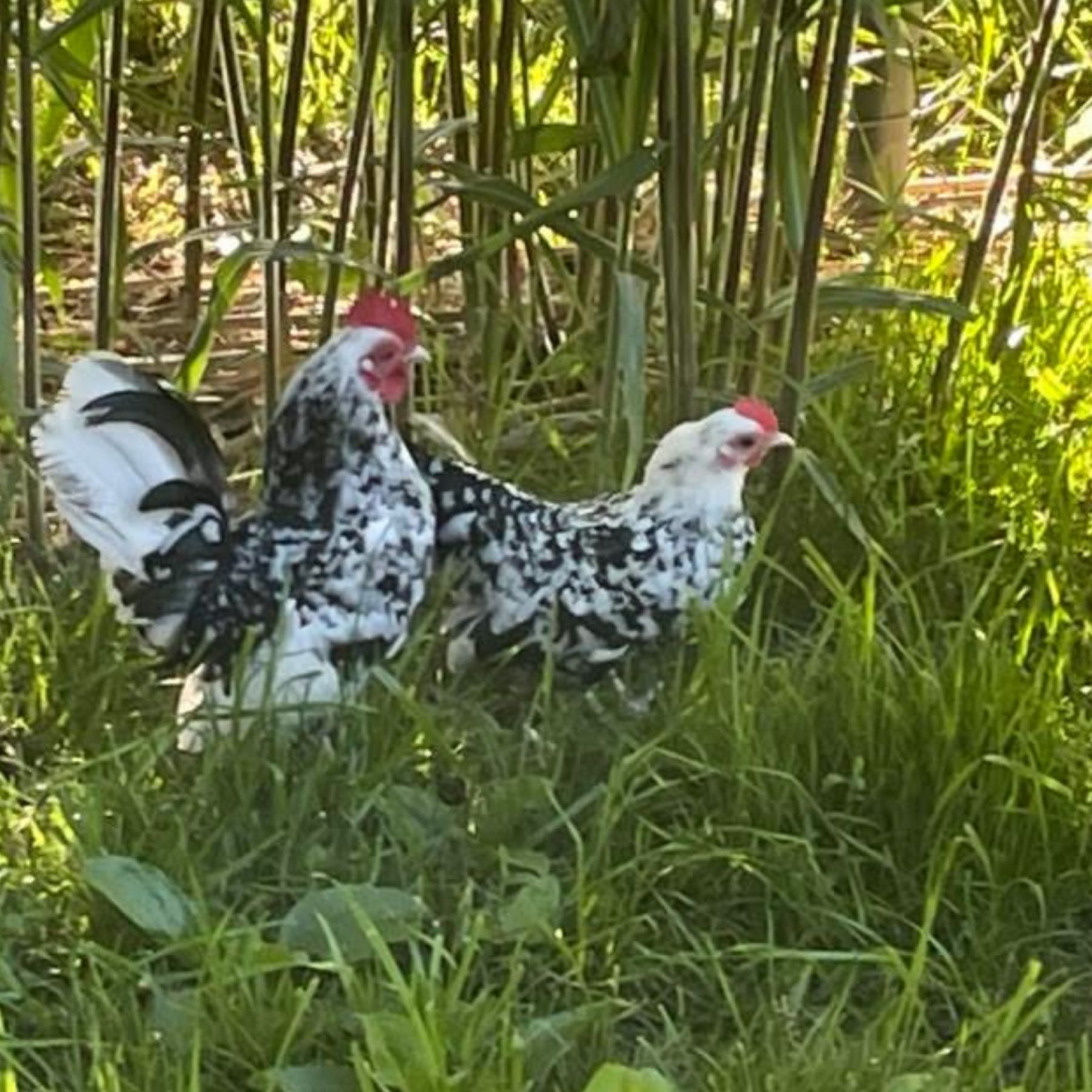 Davis Egg Farm