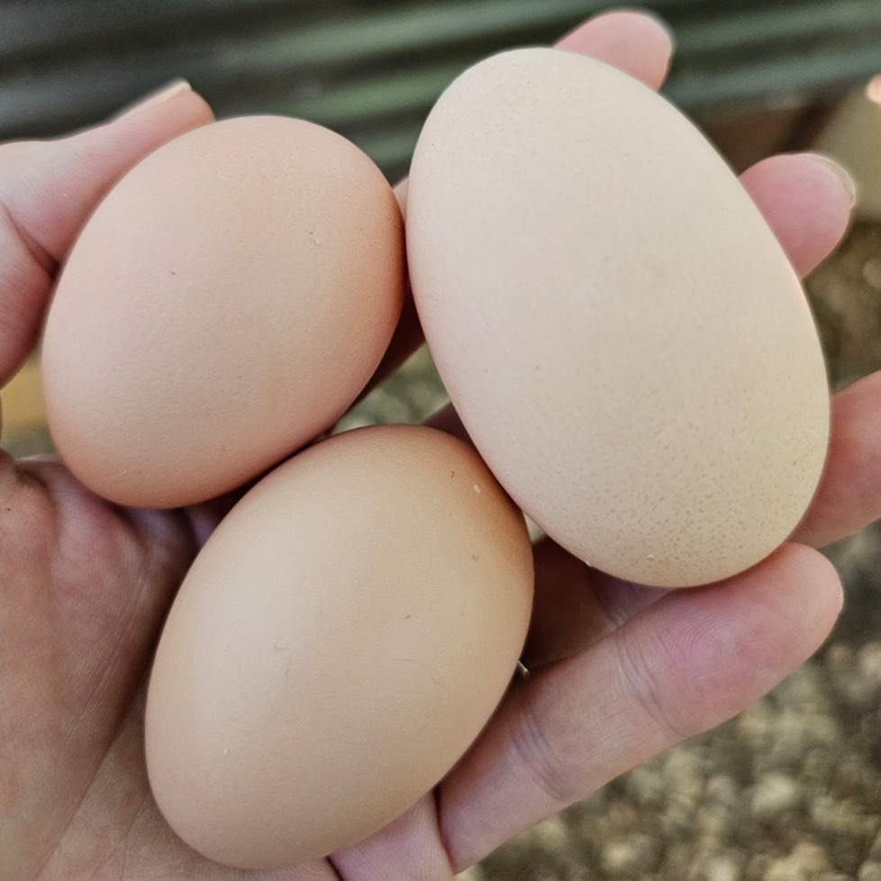 Tyler Young, farm owner at YCE Farms