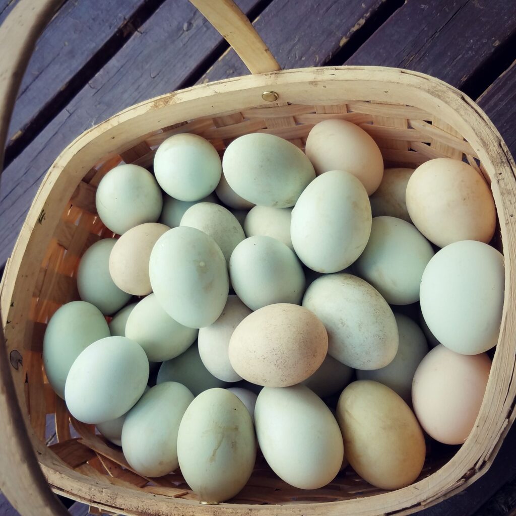 Duck Eggs - 1 Dozen