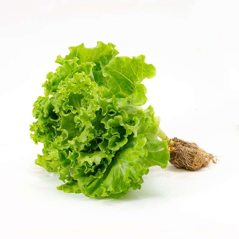 Hydroponic  Baby Buttercrunch Lettuce