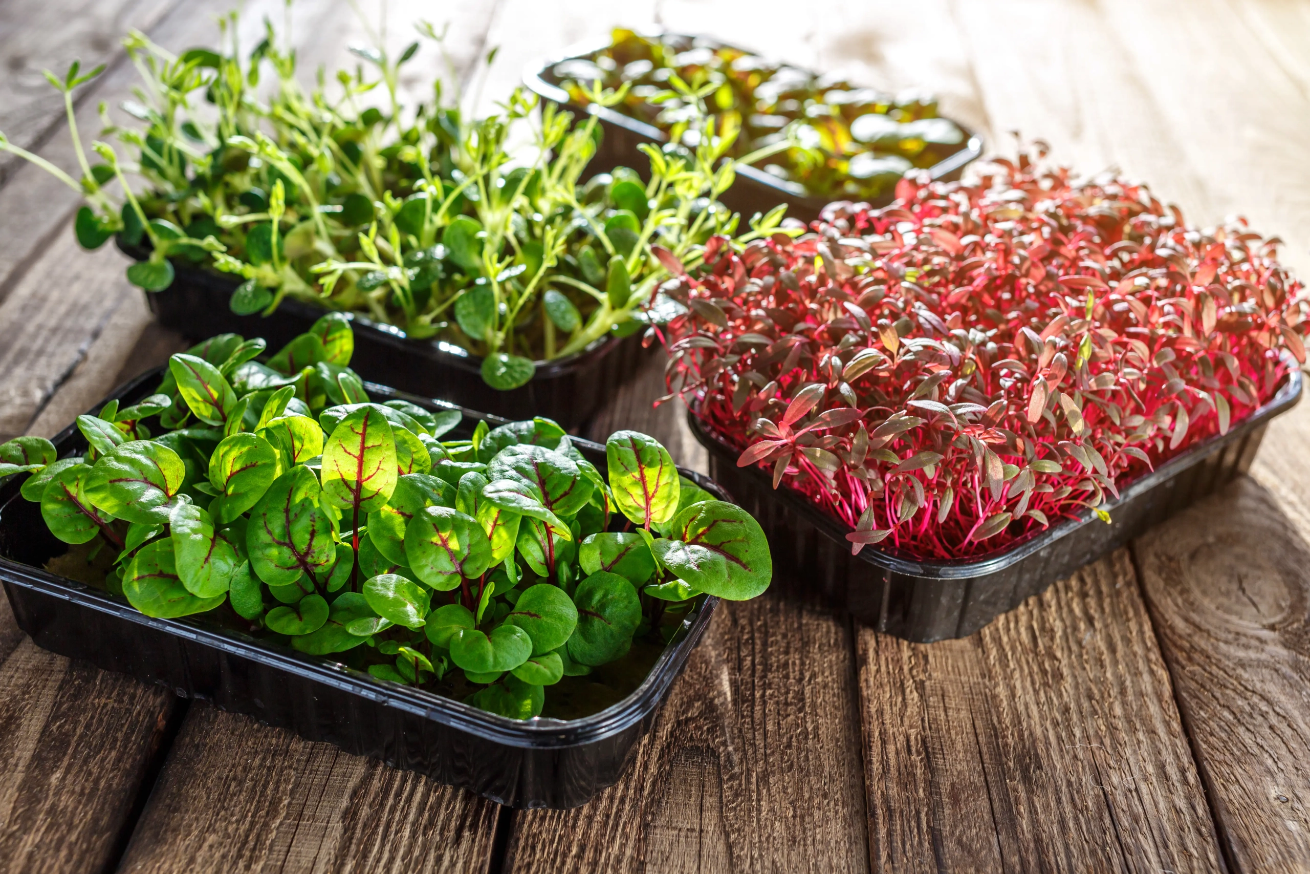 Sunflower Microgreens 2 Oz