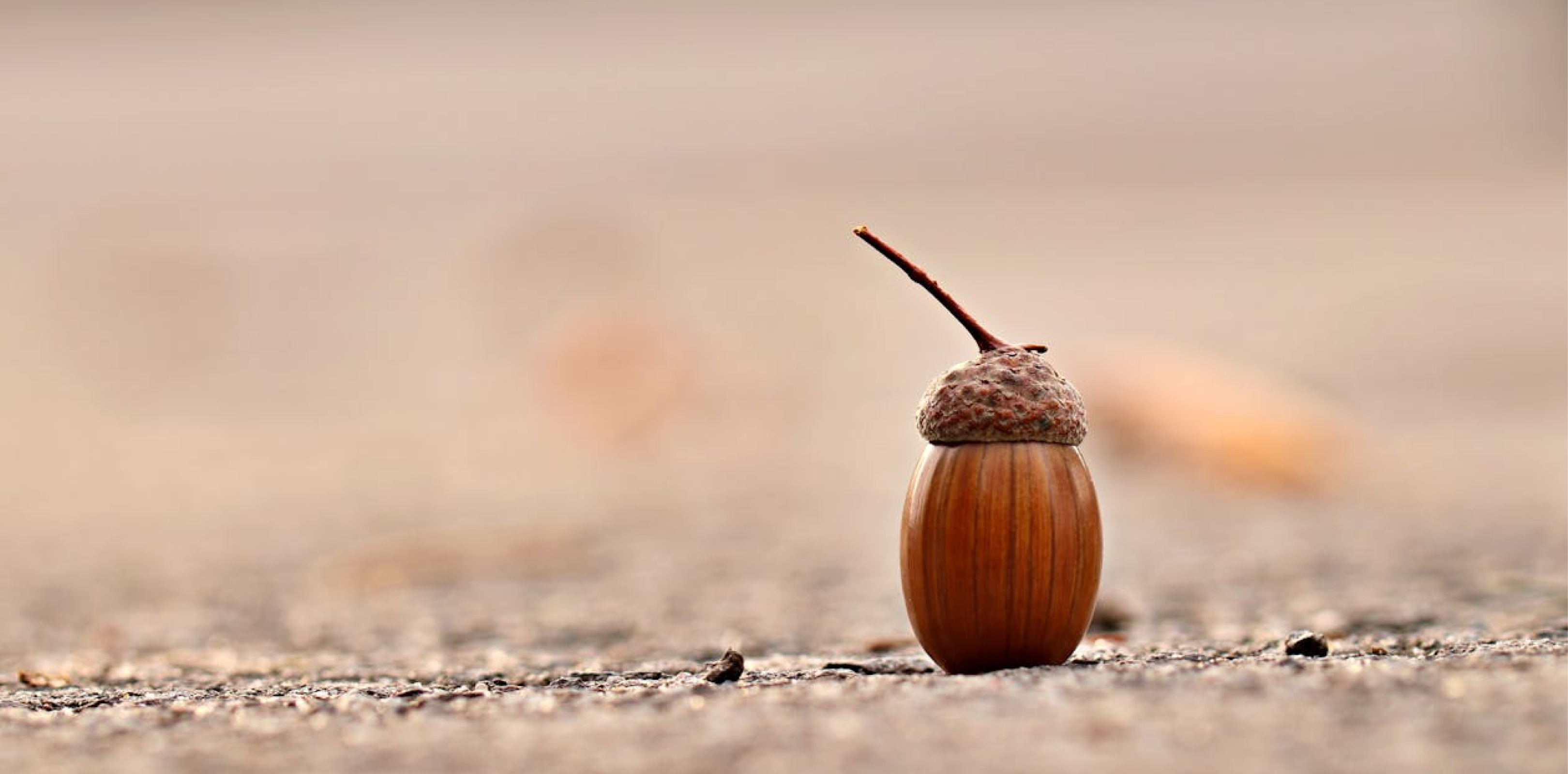 Tales from Acorn Wood