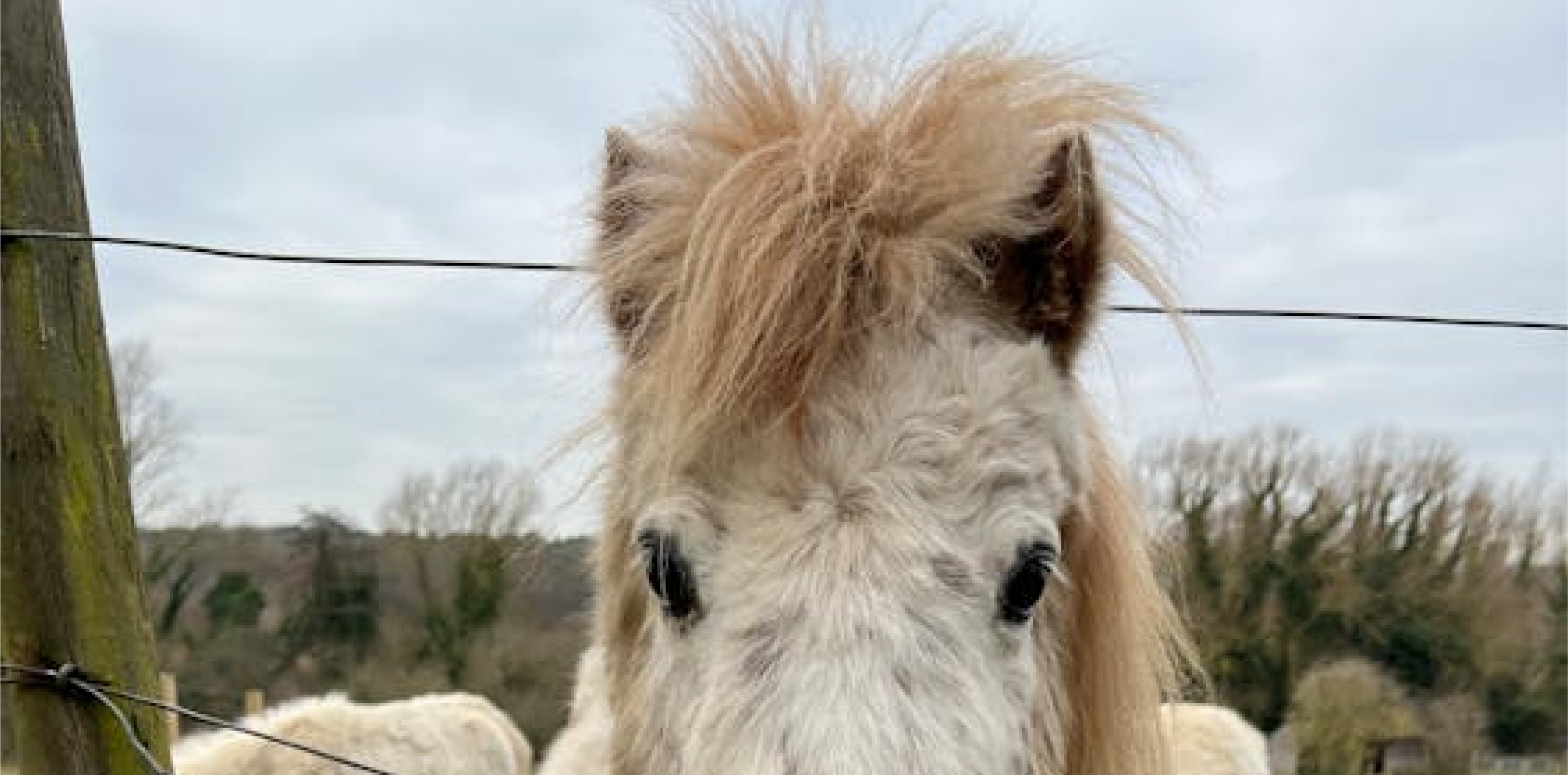 Mr Swallow: Show Pony | Nick Mohammed