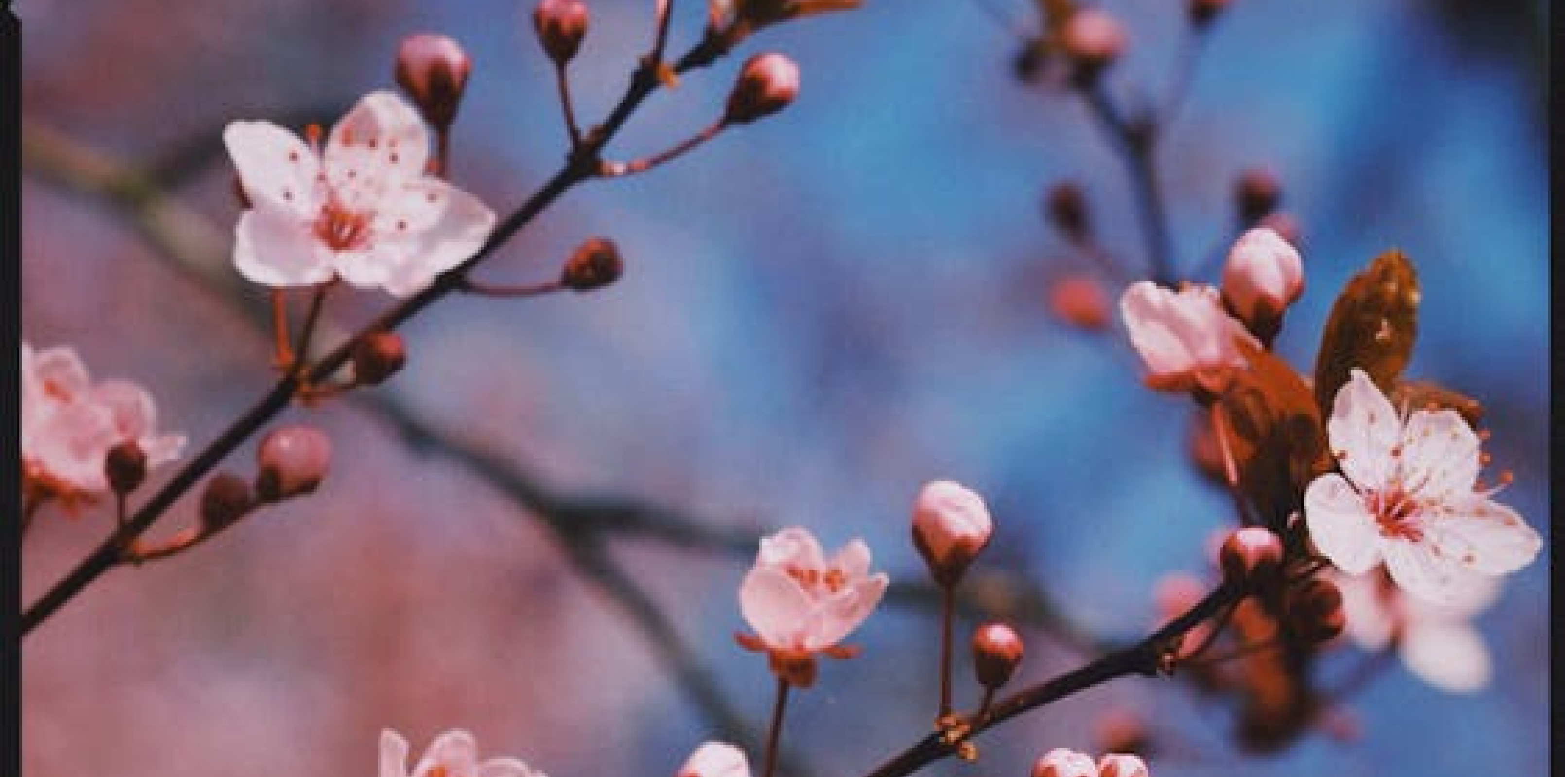 Belles in Bloom