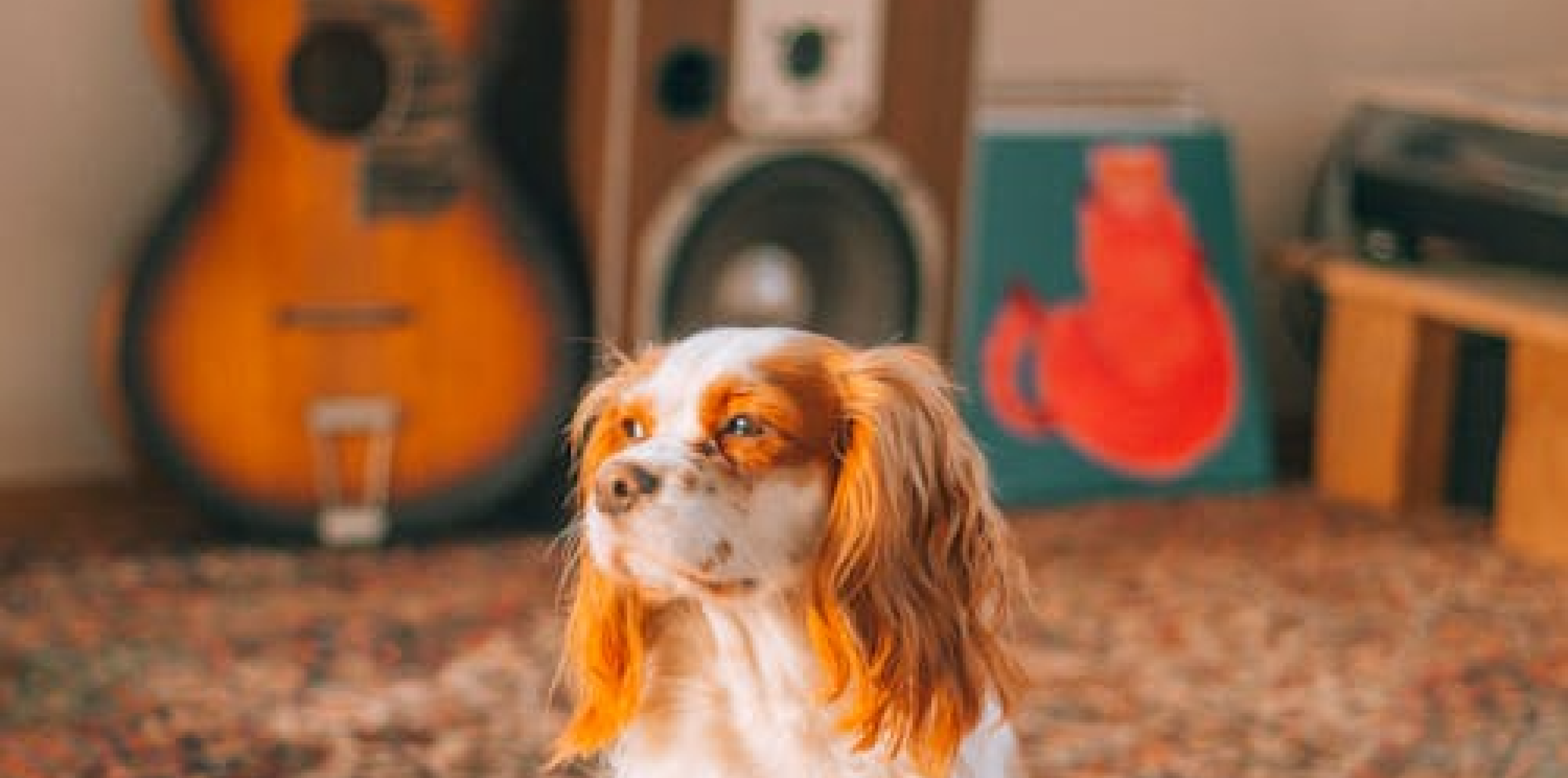Paw-fect Rhythm | Dougie Payne and Rachel Seago