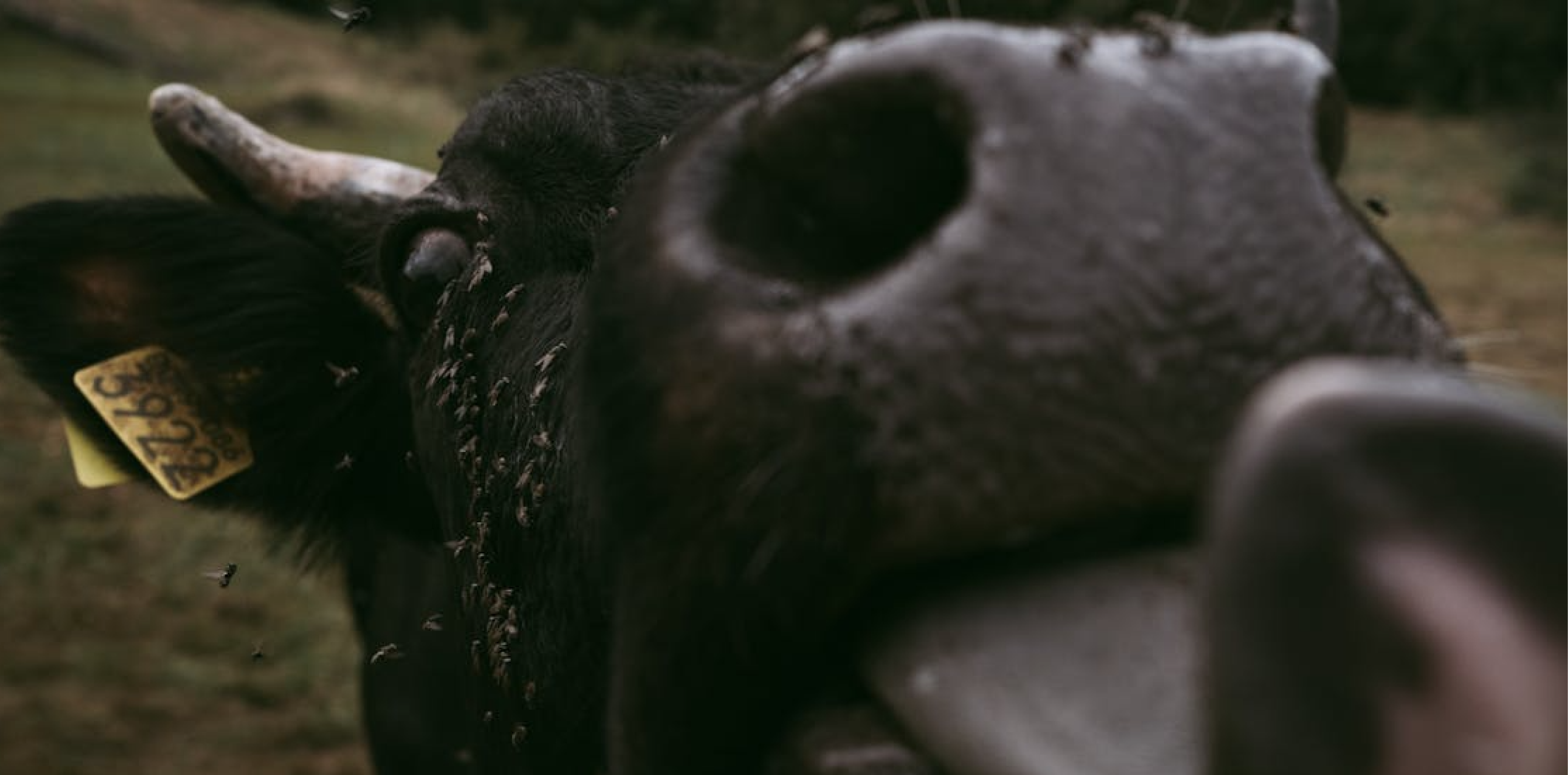 CASH COW | PAUL BLACK