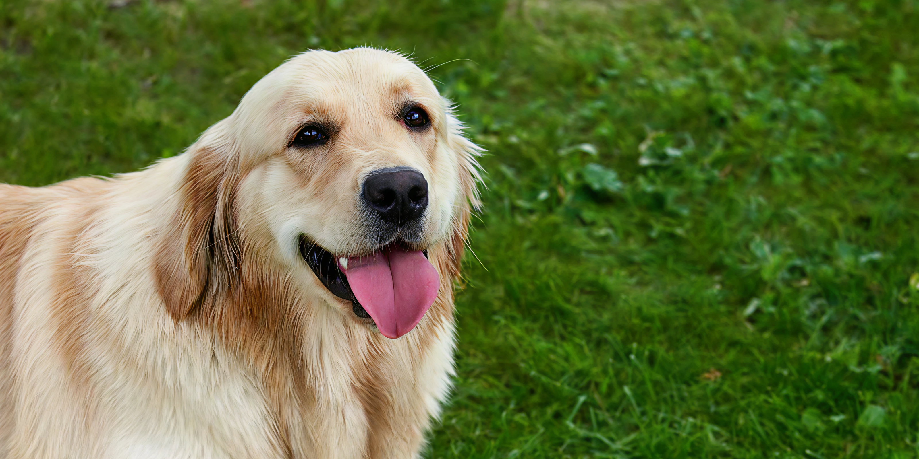 Free Pet Microchip Clinic