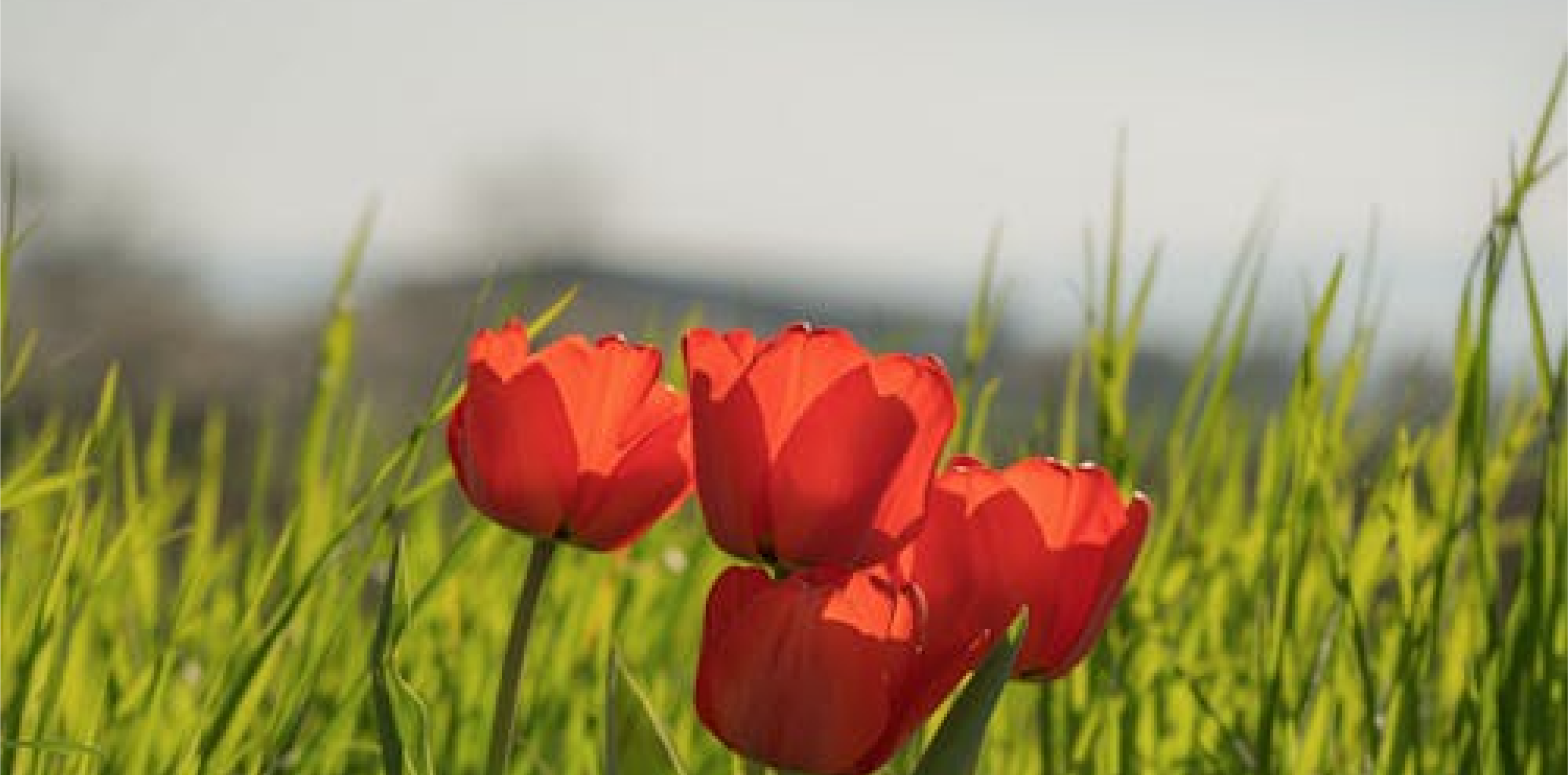 The Language of Flowers | Bloomsday Tour