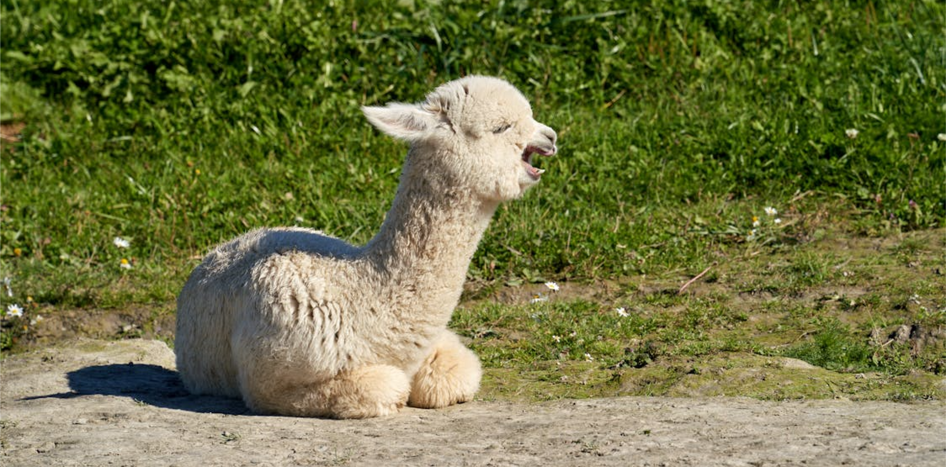 Alpaca Trekking
