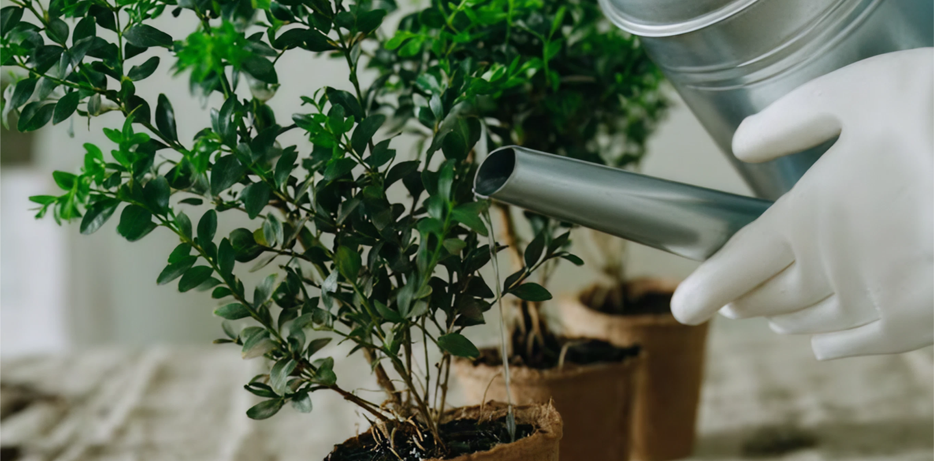 Finding Magic & medicine in the Garden