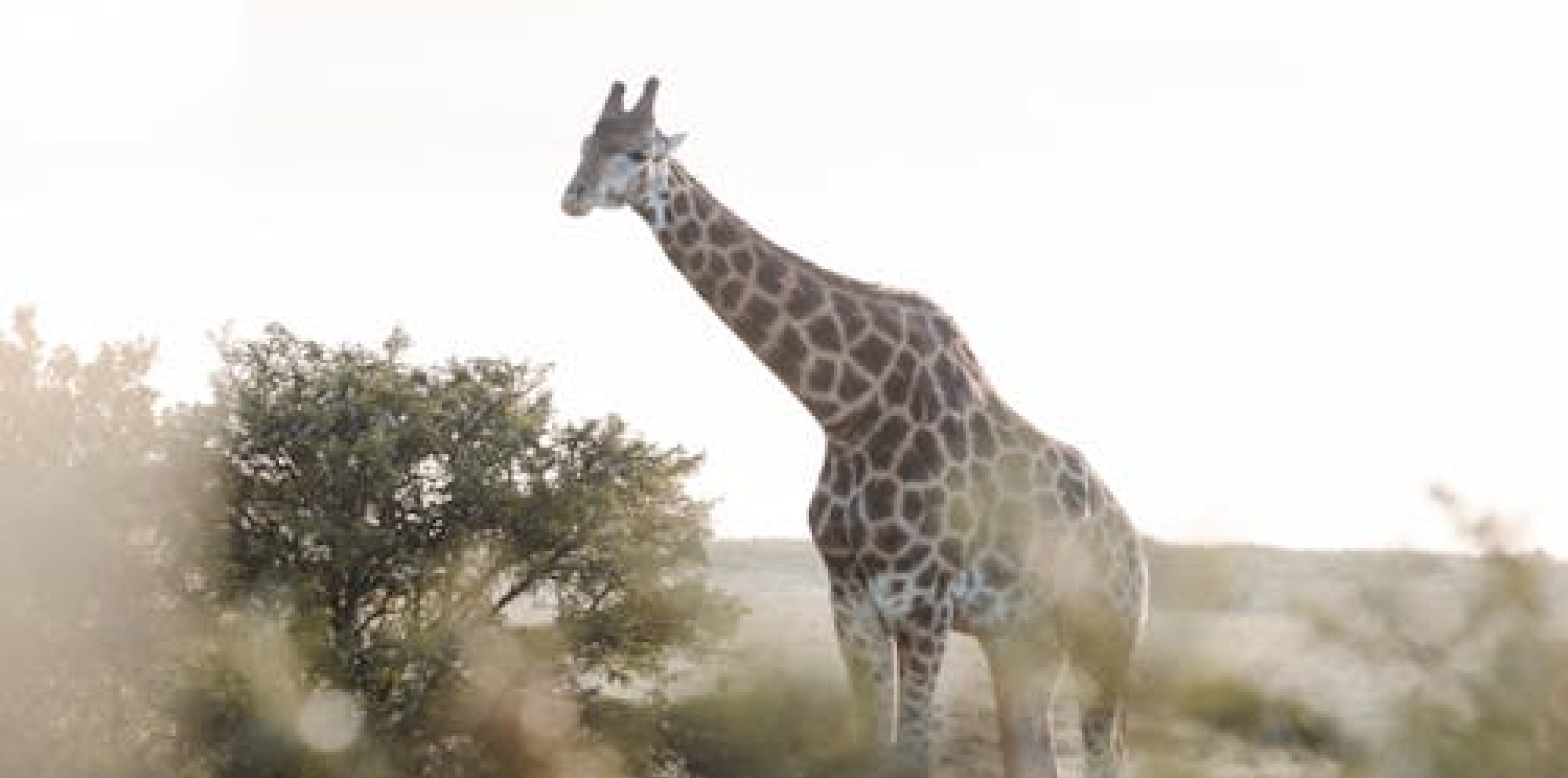Giraffe Keeper Talk