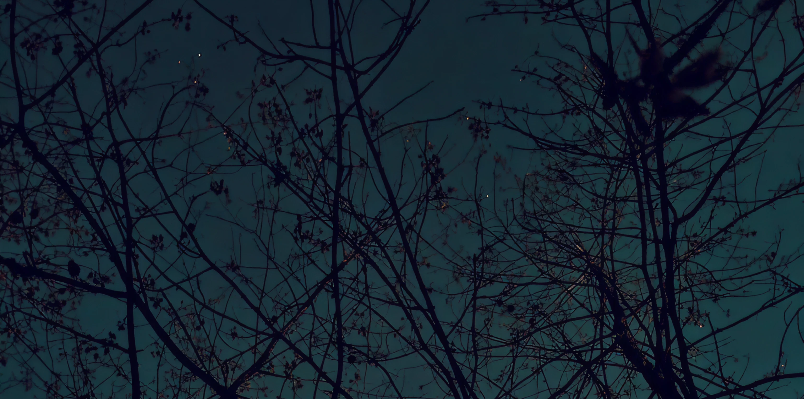Twilight Nature Ramble | Biodiversity Week