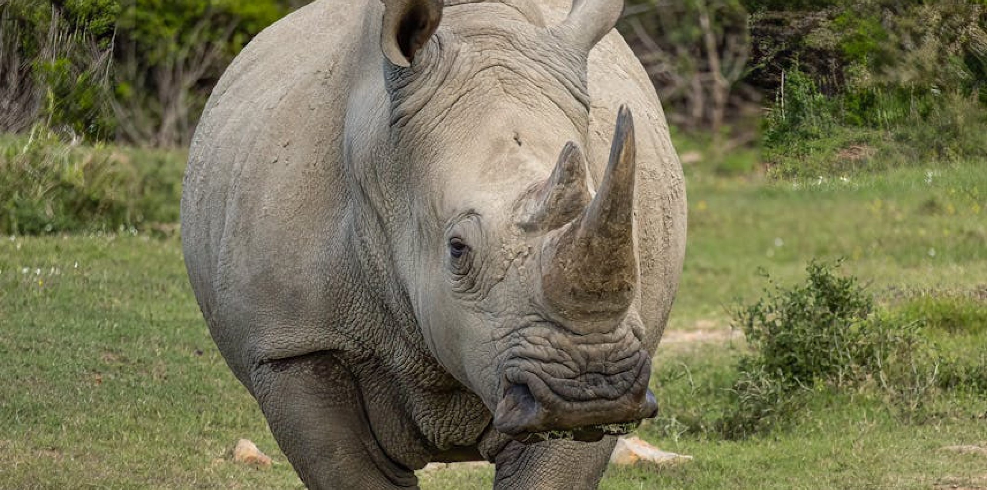 Southern White Rhinoceros Keeper Talk