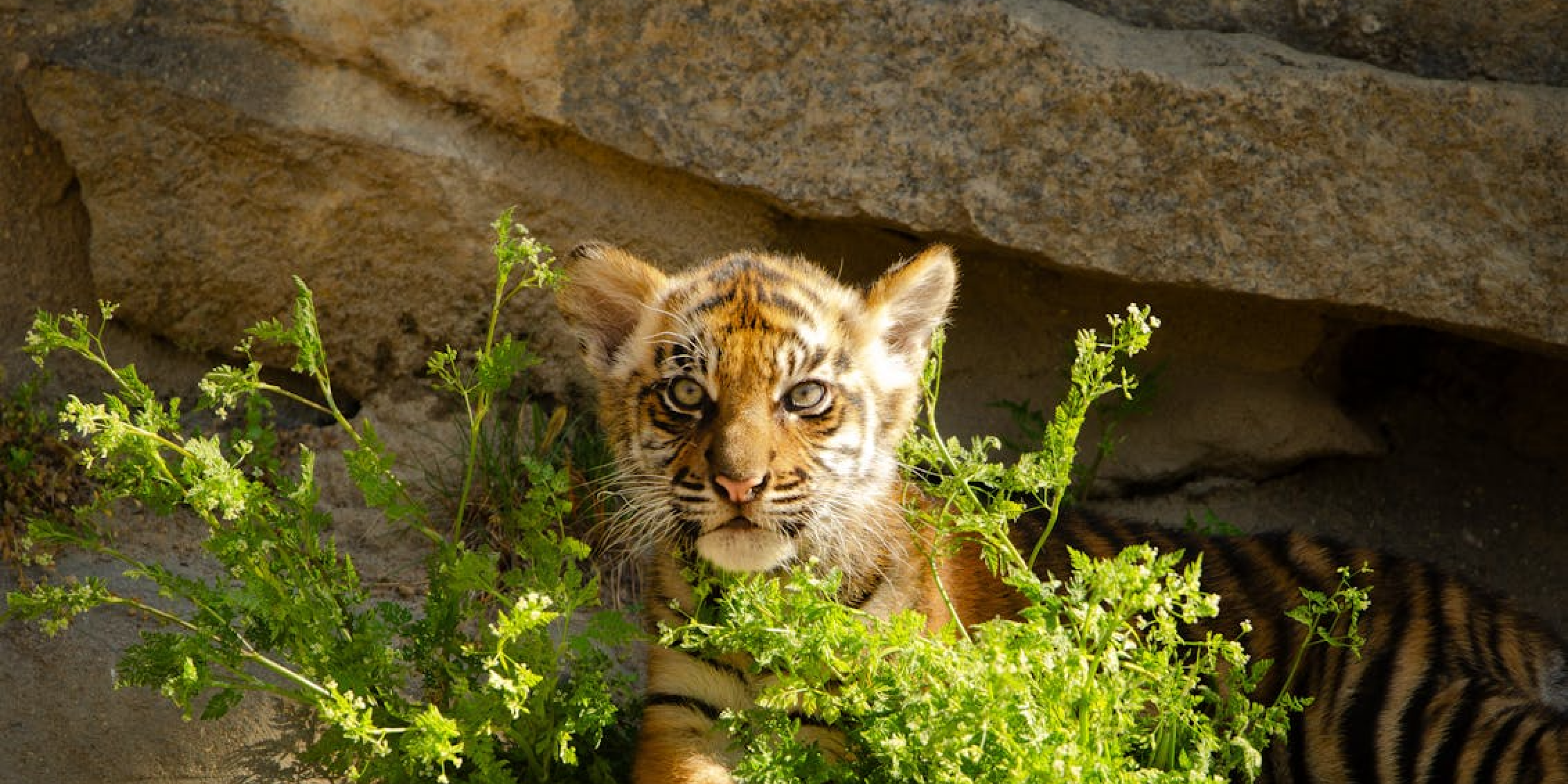 The Tiger Who Came to Tea