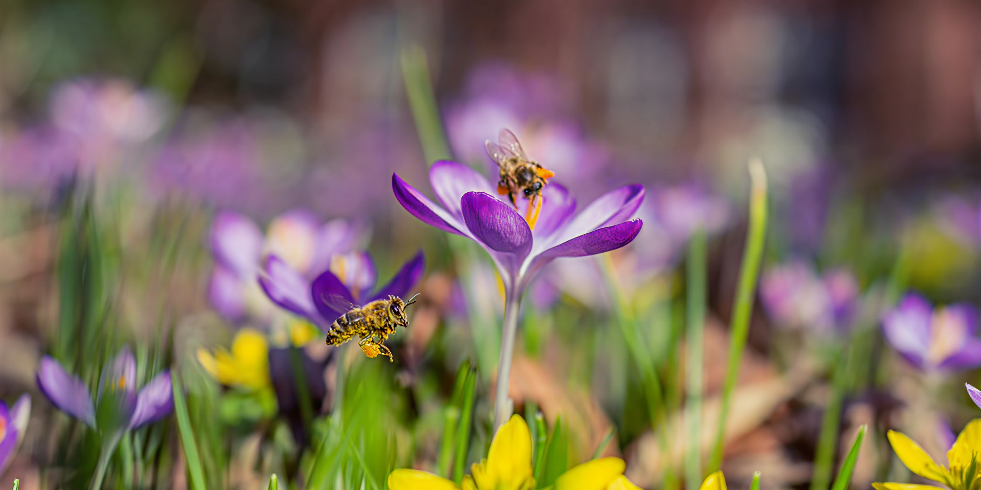 Skerries Wild Bee Festival | 2026