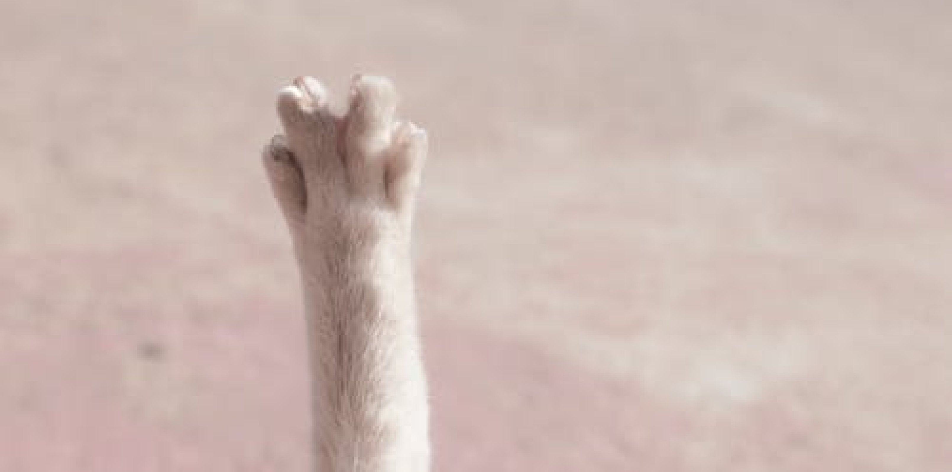Kitty Craft | Foggy Notions