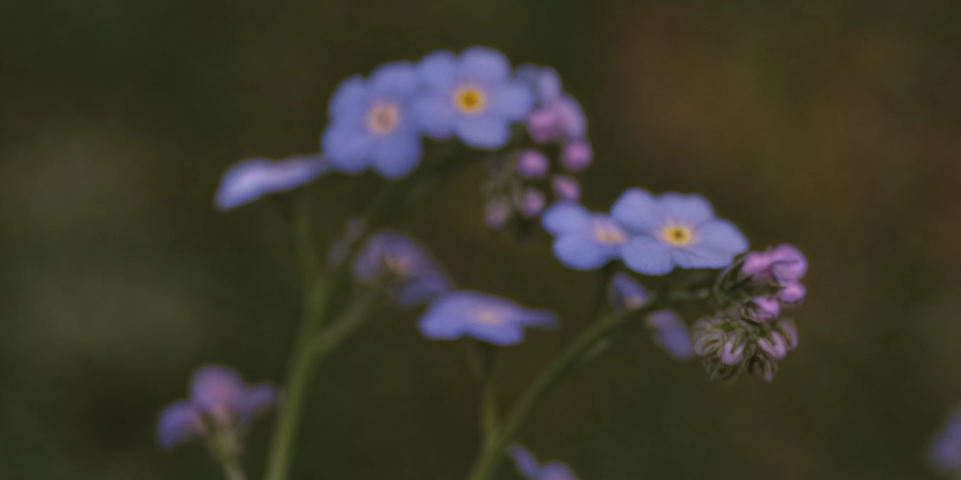 The Forget-Me-Not Cafe Dementia Cafe