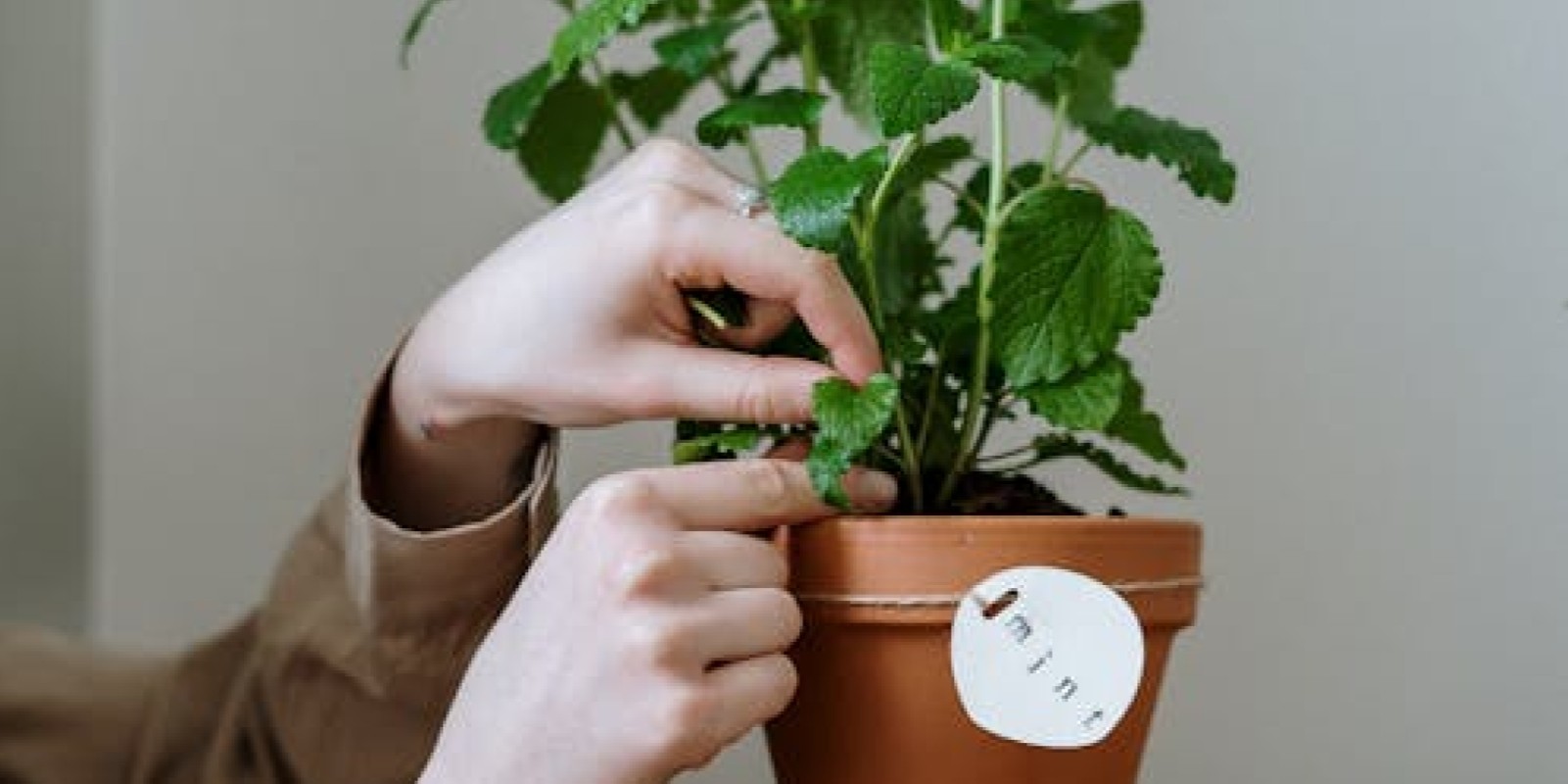 Plantarium Workshop