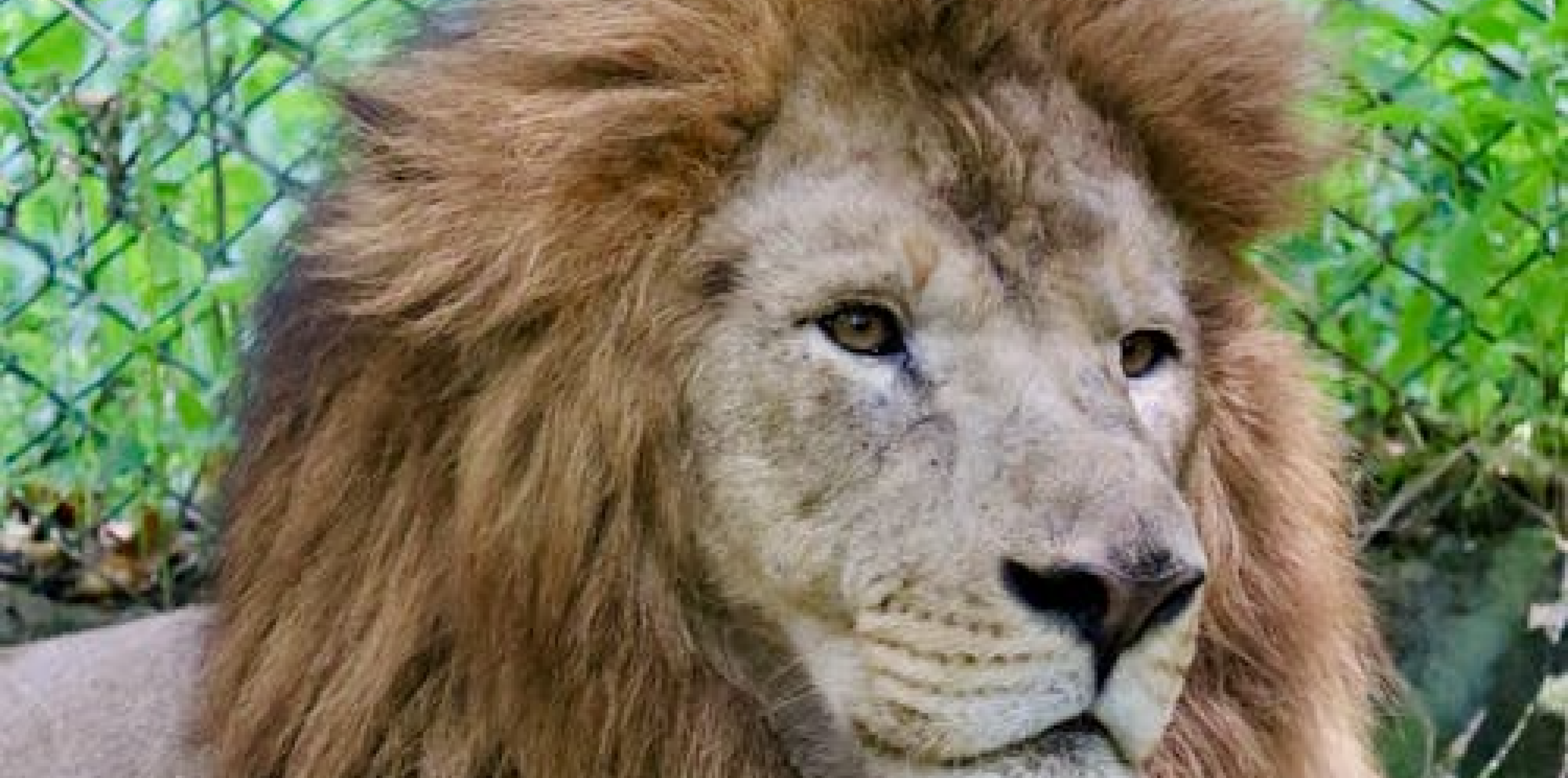 Asian Lion Keeper Talk