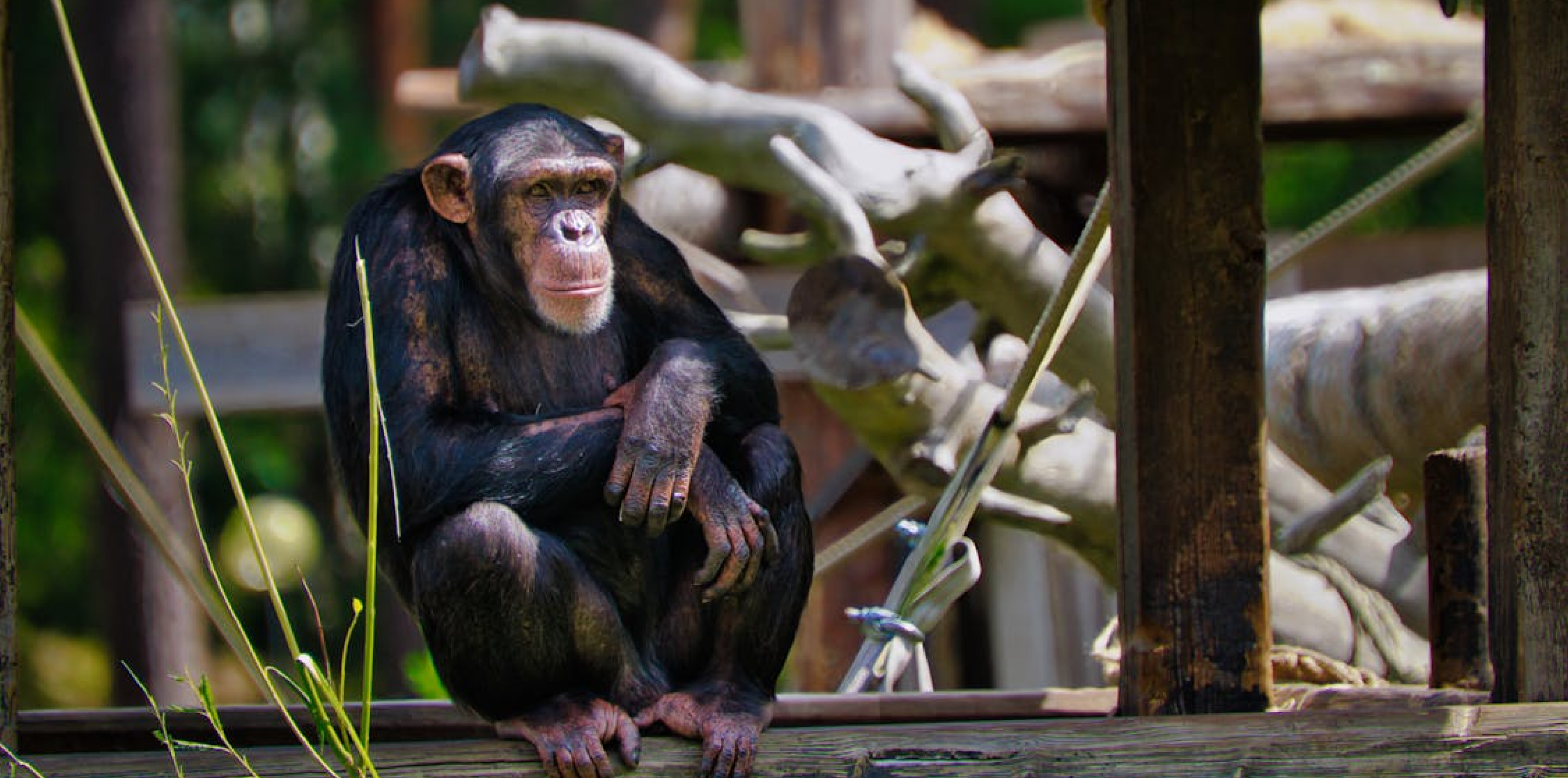 Chimpanzee Keeper Talk