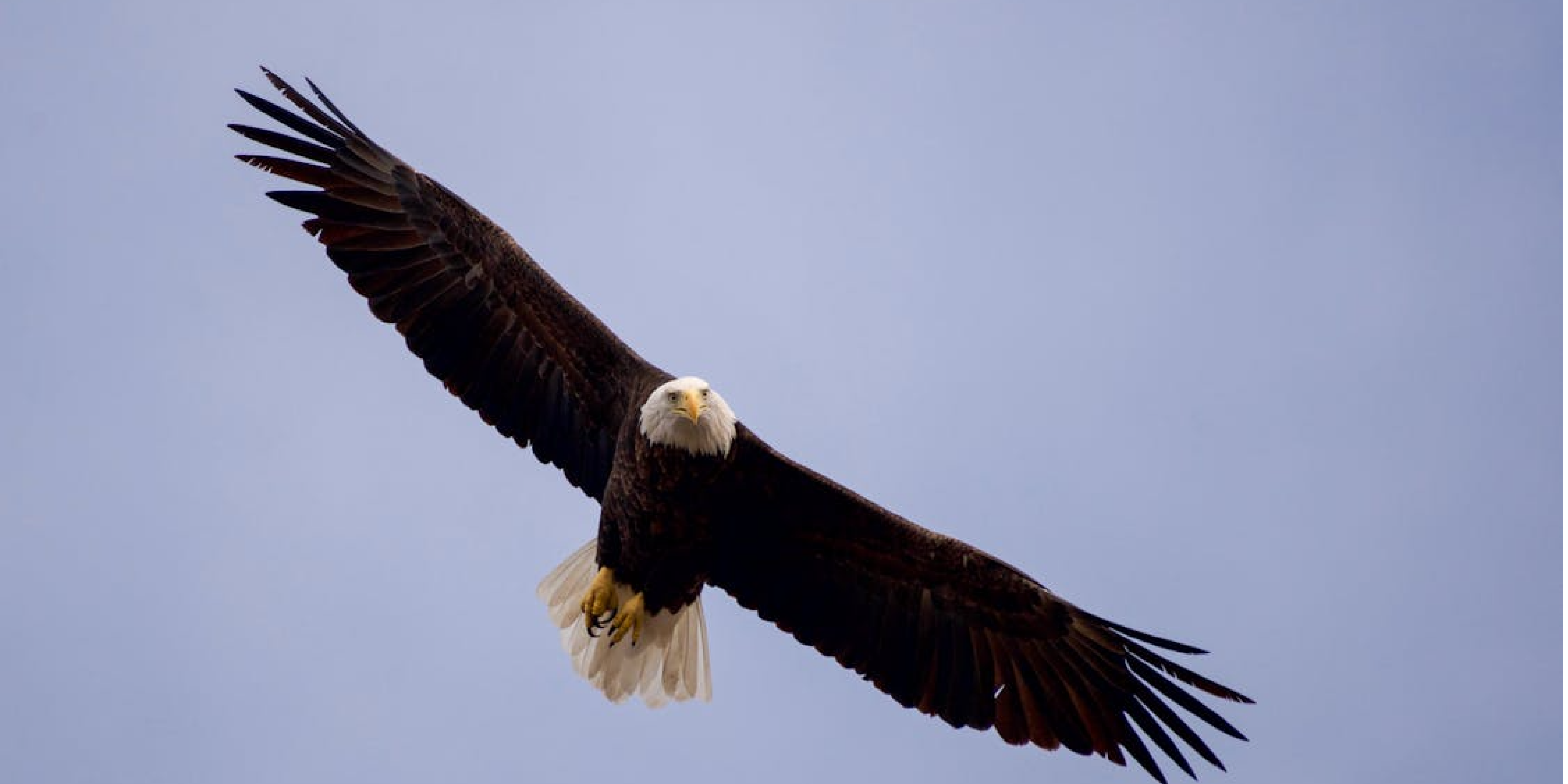 Absolute Eagles