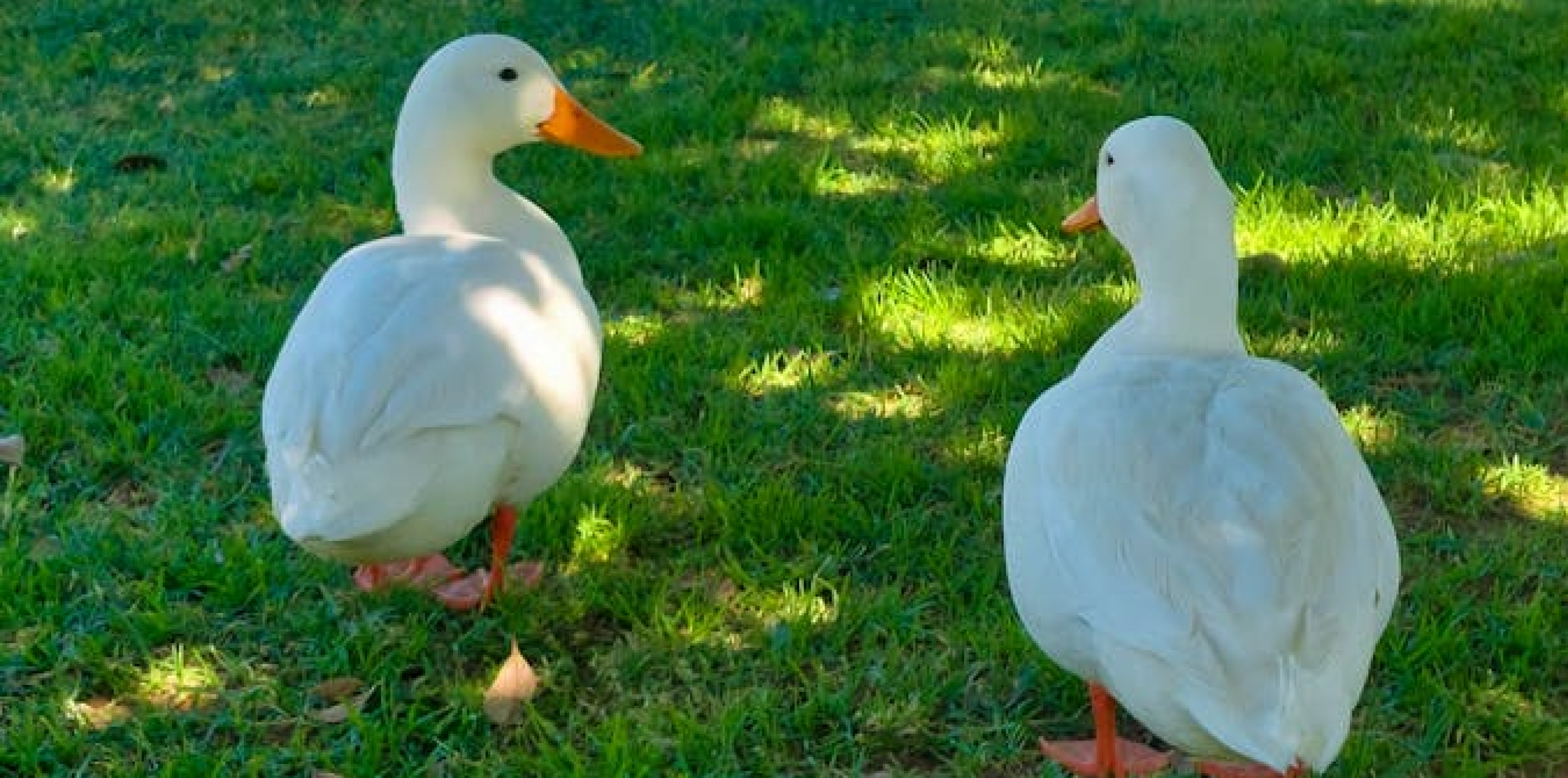 Phizzfest Duck Race