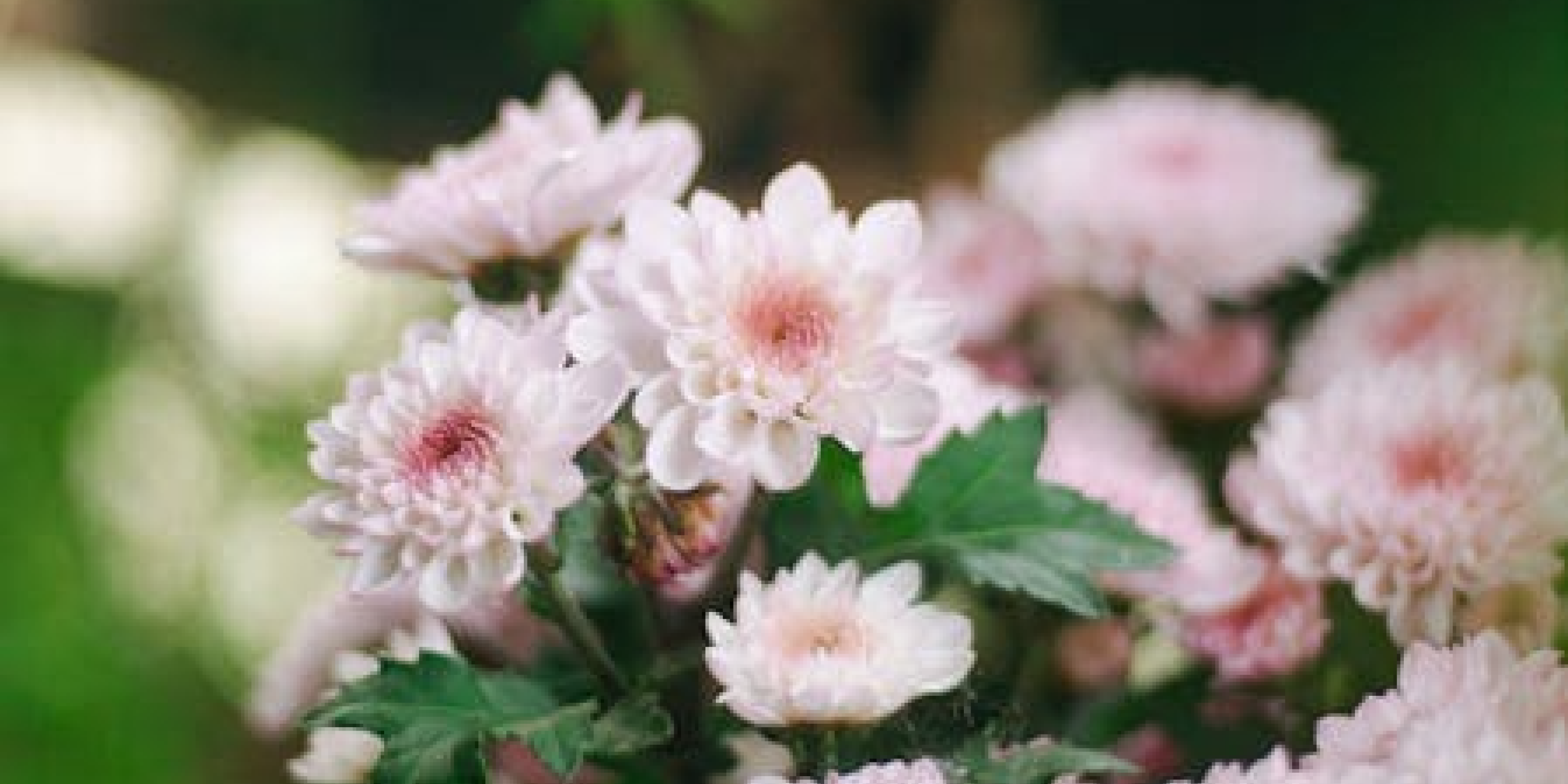 The Deafening Bloom