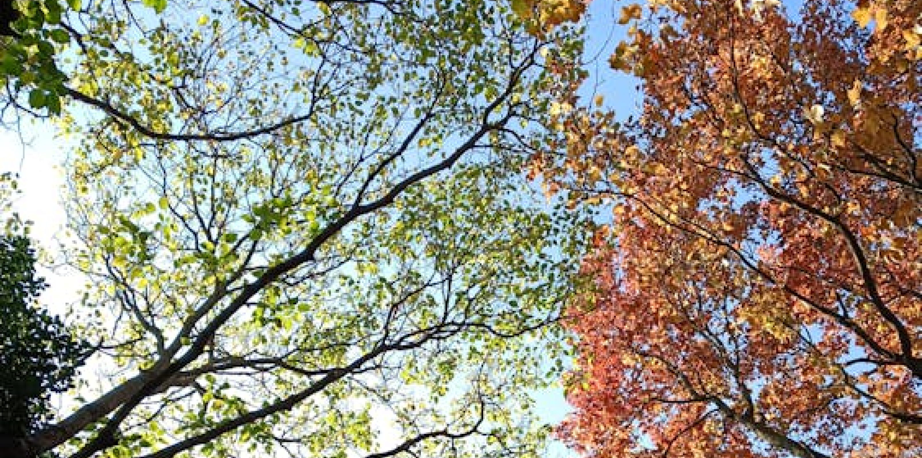 Vivaldi, The Four Seasons | Recomposed by Max Richter