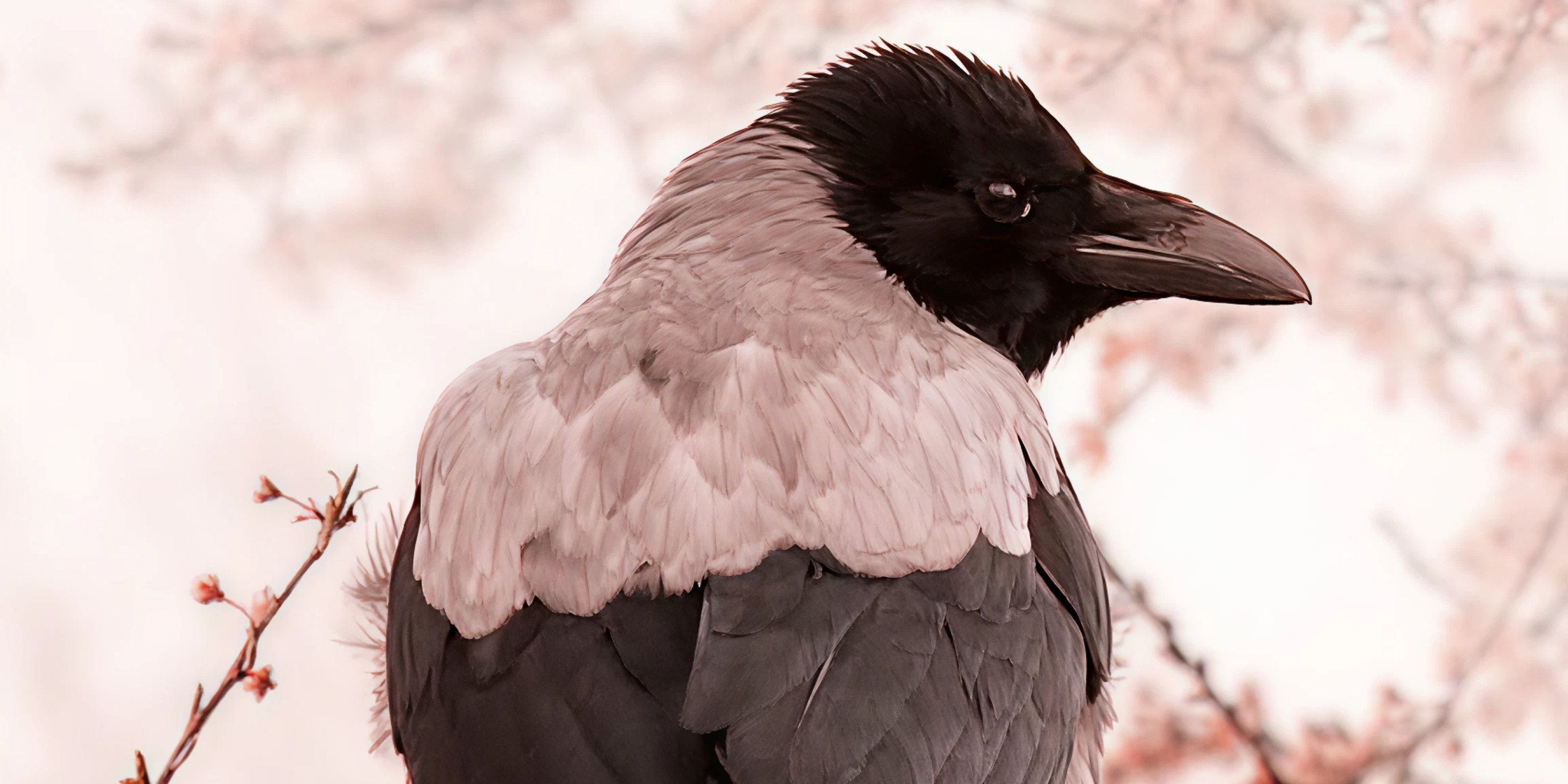 Crow's Books: Cá? Cá? Cá? | Immersive Sensory Storytelling and Art