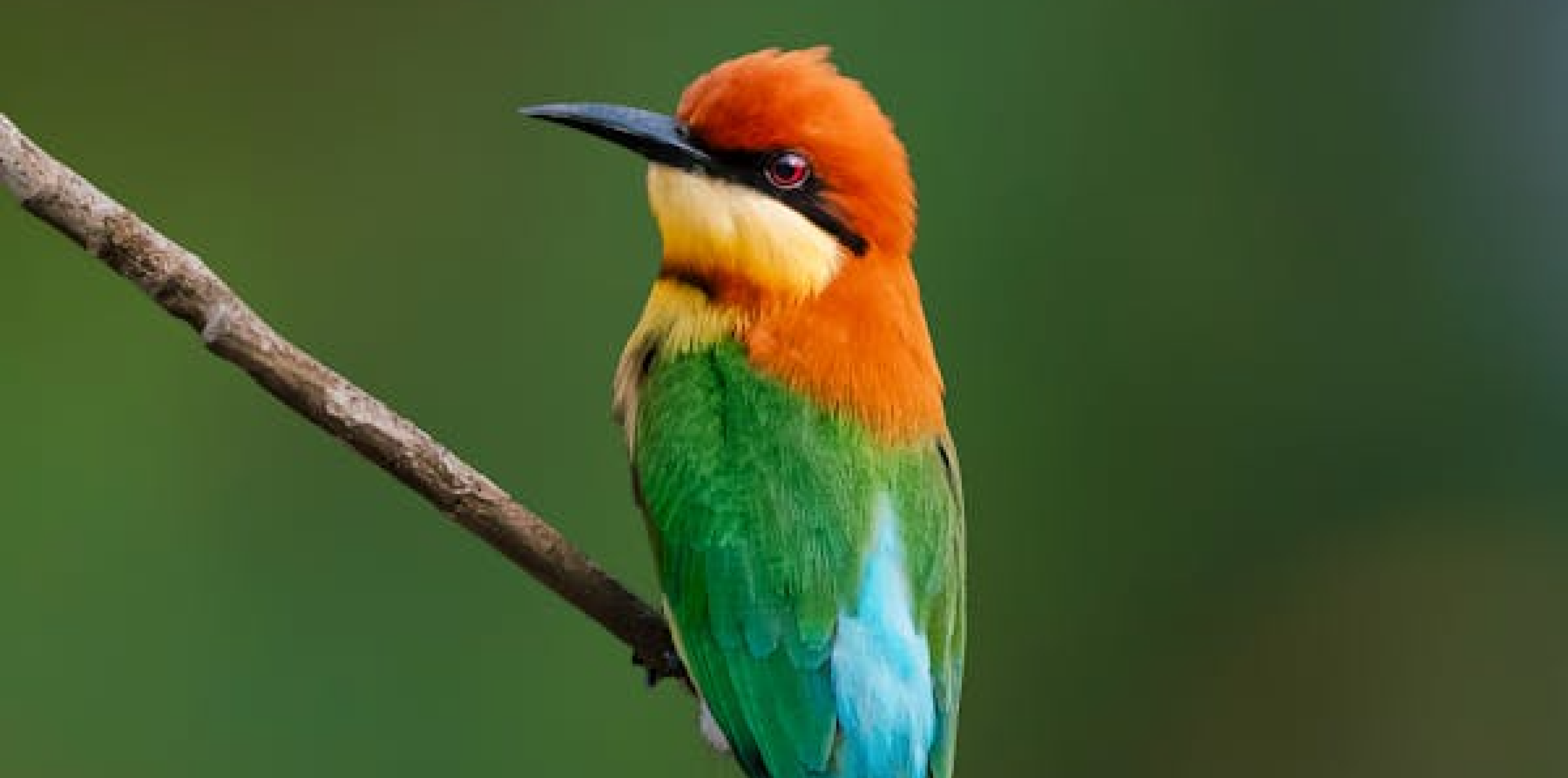 BIIRD