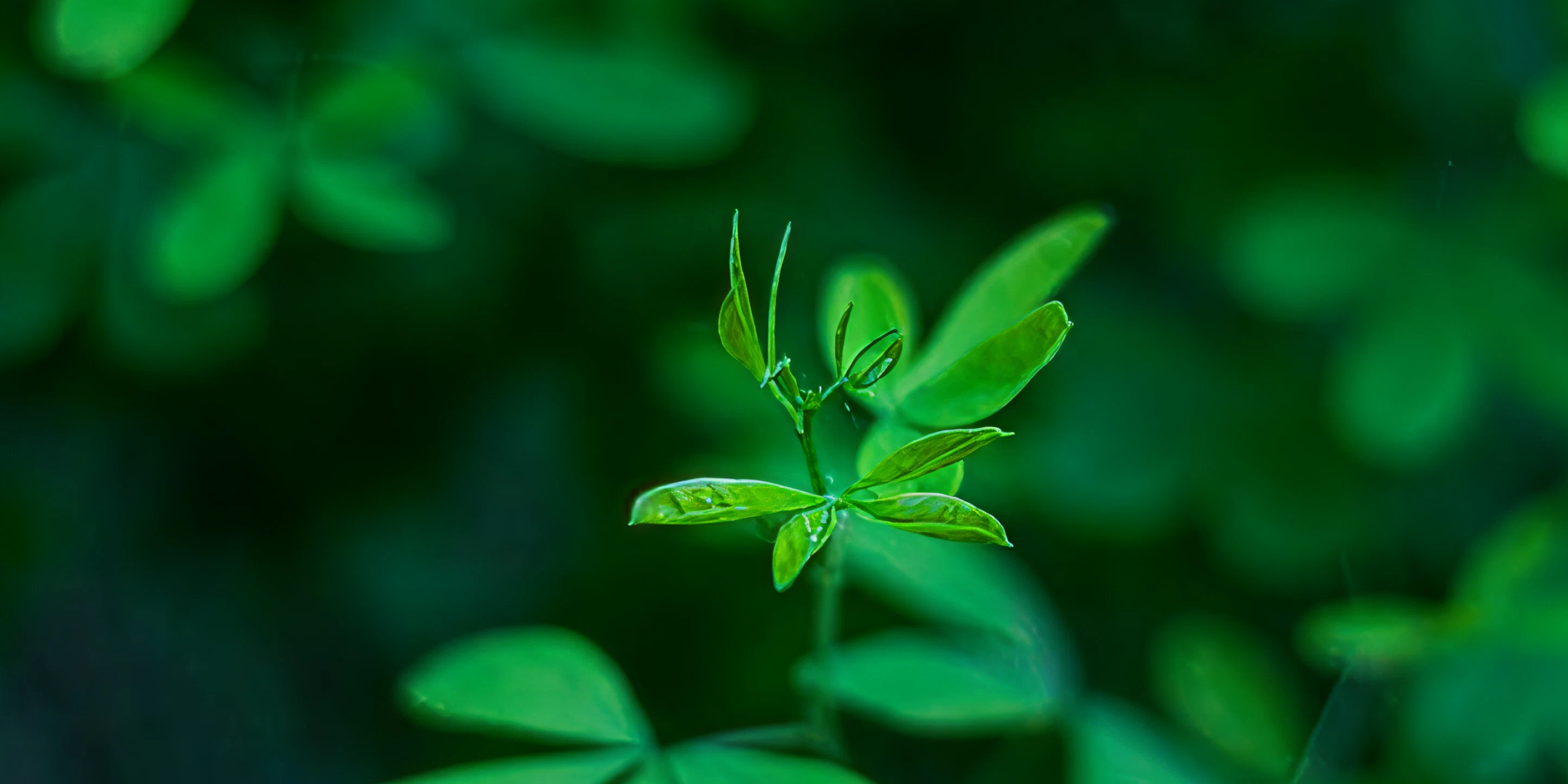 Biophilia Tour | Biodiversity Week