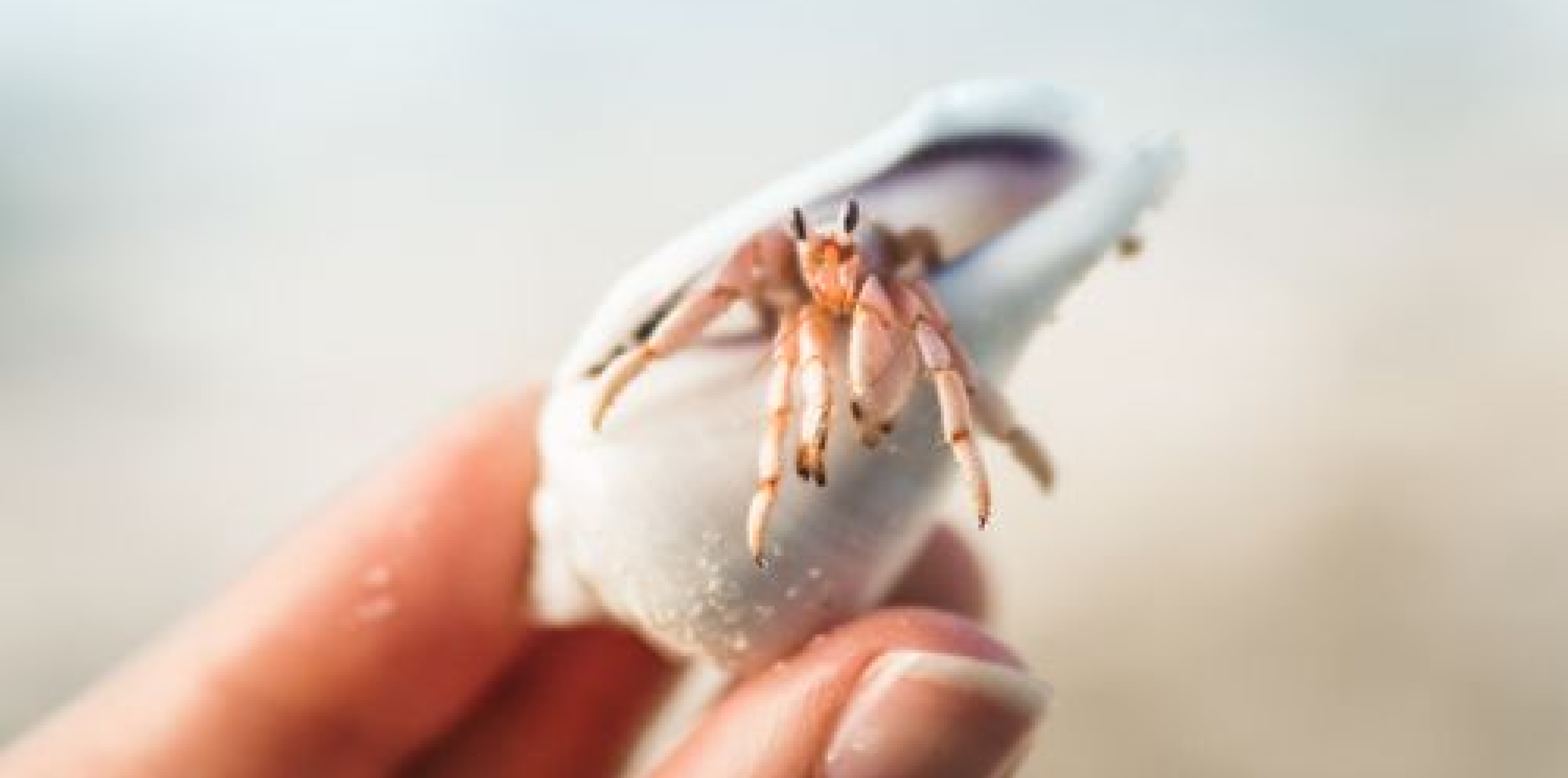 OpenClaw | Applied Usecases