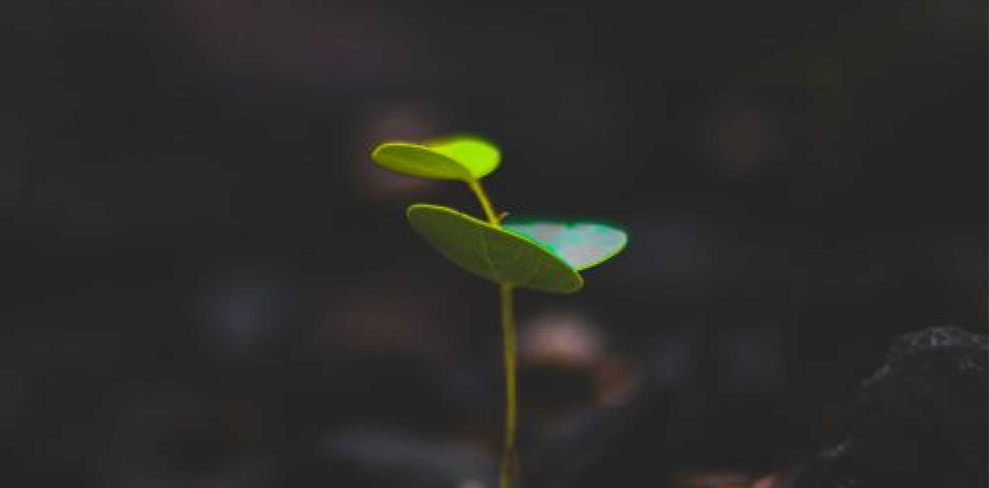 Songs of Inspiration and Hope | Celine Byrne